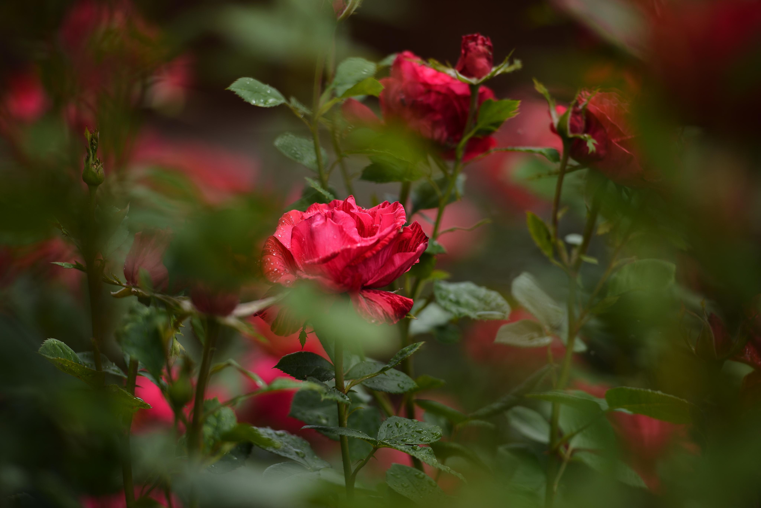 Розарий. Фотограф Натали Кошевая _ Днепр, Подгородное