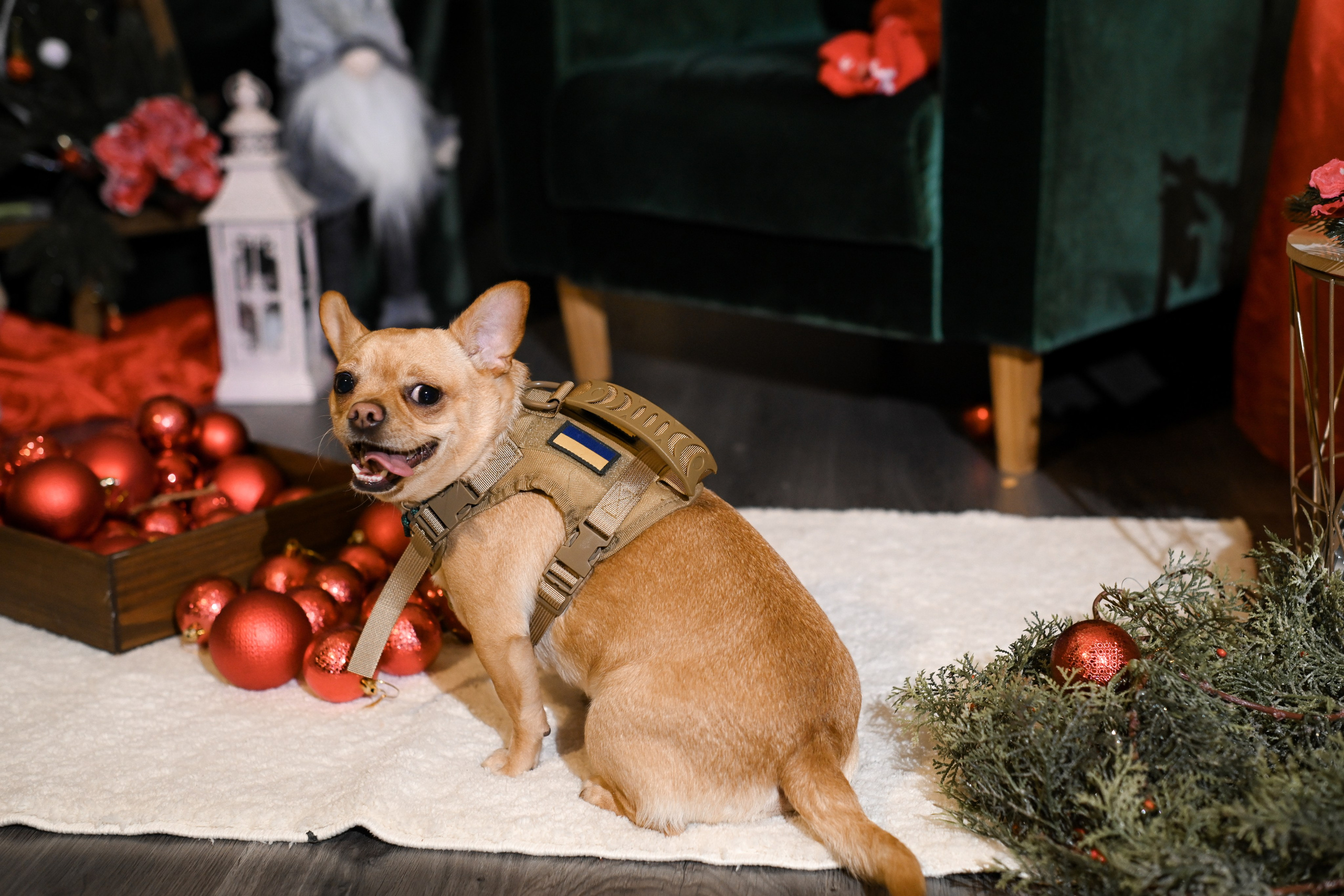 Рождественский пёс. Фотограф Натали Кошевая _ Днепр, Подгородное