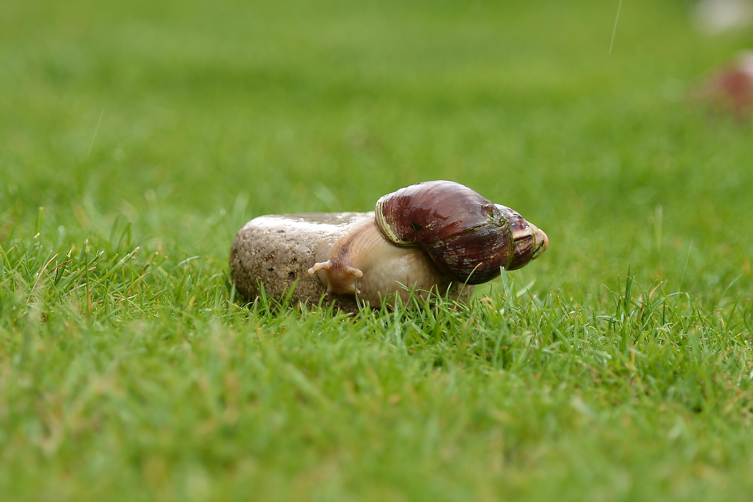 Необычные гости. Фотограф Натали Кошевая _ Днепр, Подгородное