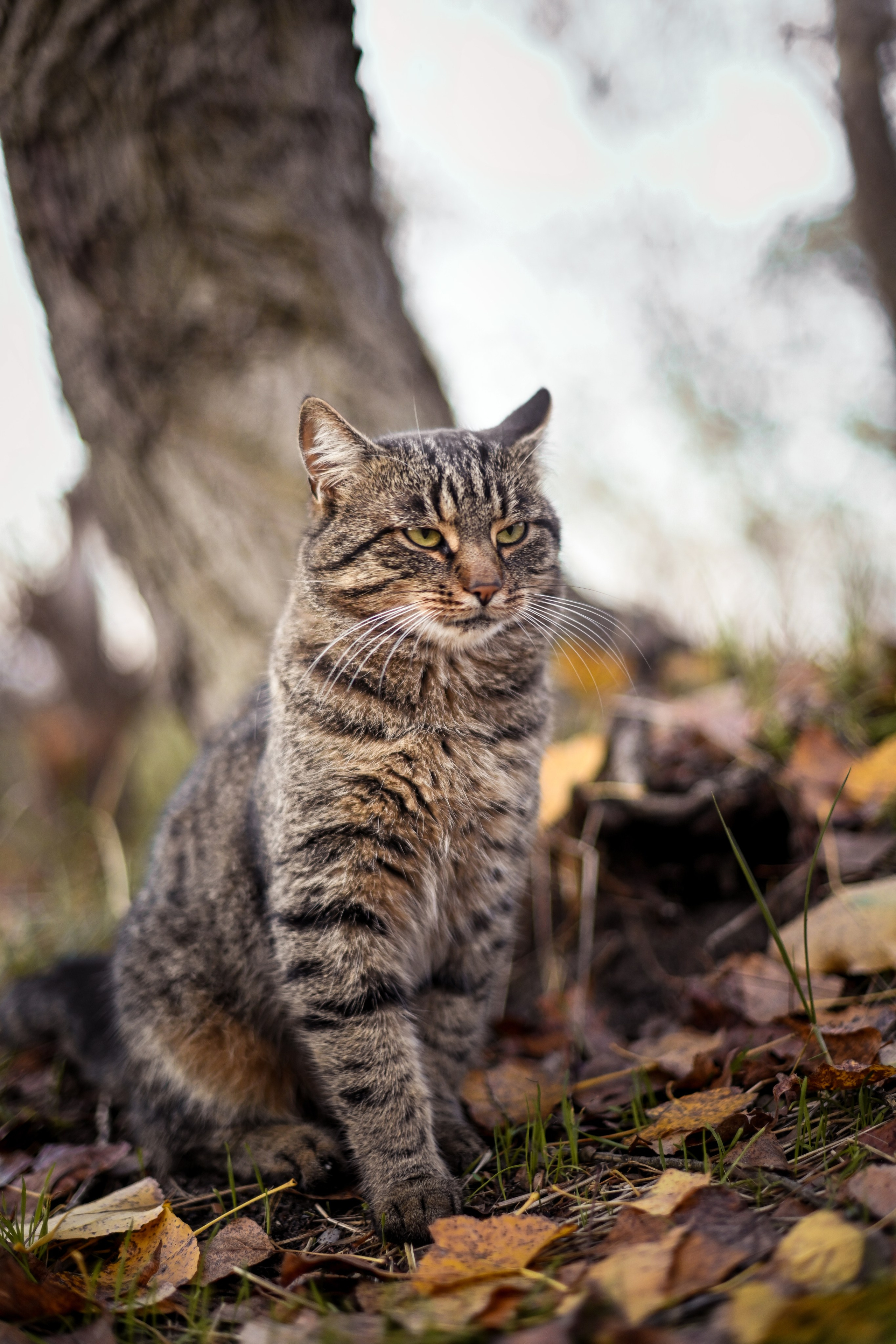 Осень в берете. Фотограф Натали Кошевая _ Днепр, Подгородное