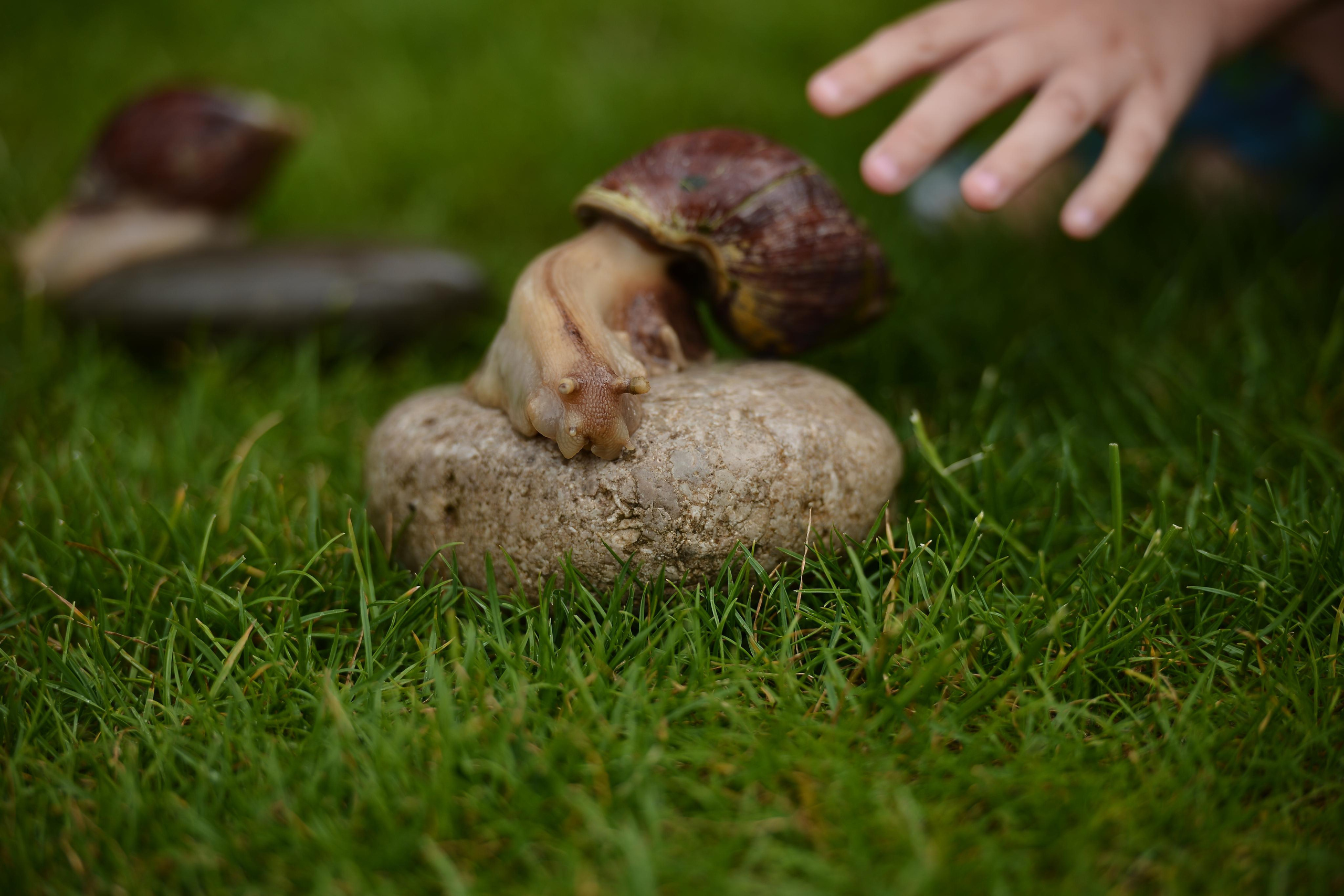 Необычные гости. Фотограф Натали Кошевая _ Днепр, Подгородное