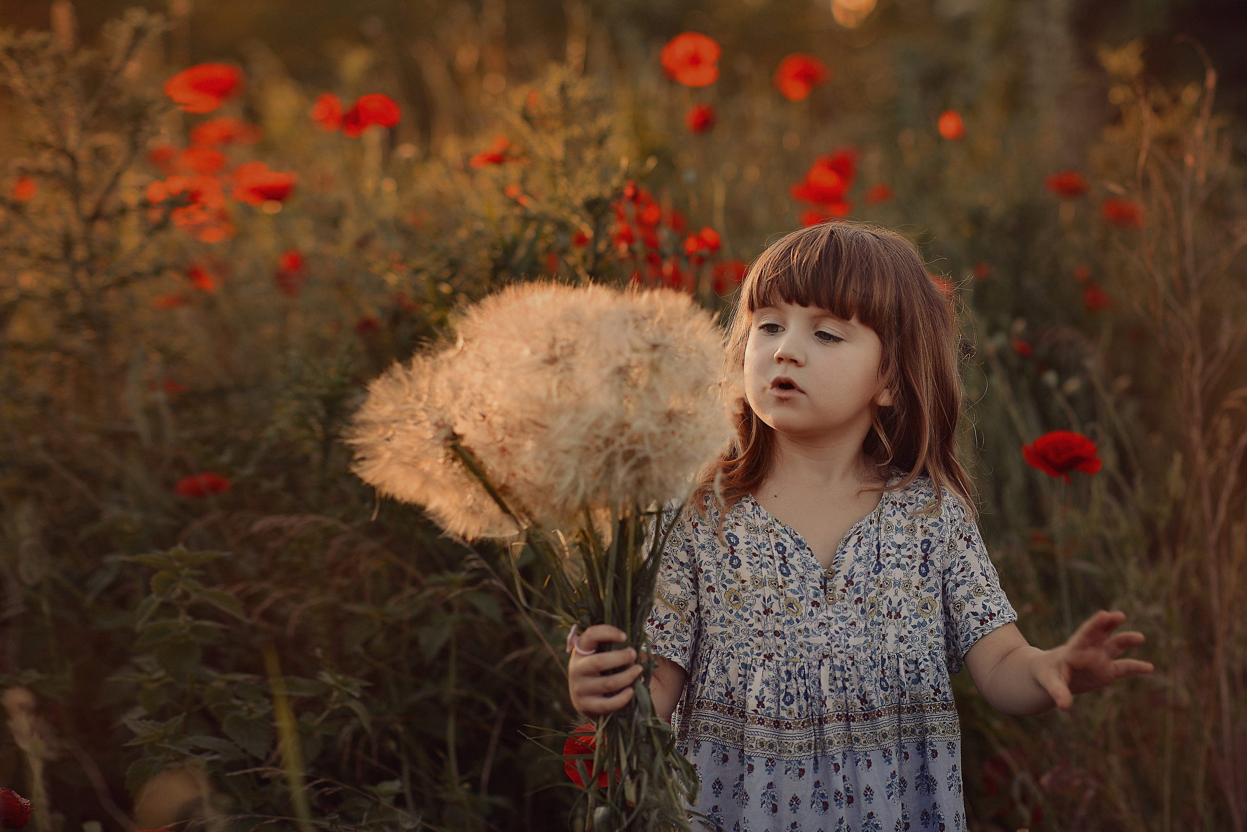 Маковая история. Фотограф Натали Кошевая _ Днепр, Подгородное