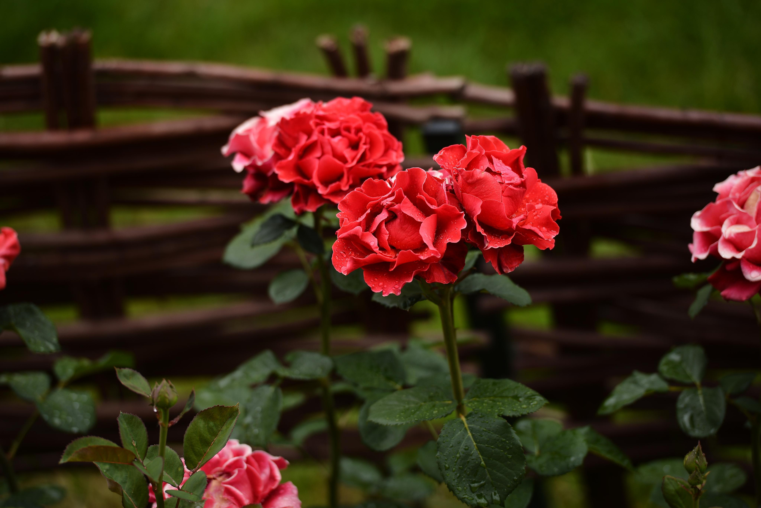 Розарий. Фотограф Натали Кошевая _ Днепр, Подгородное