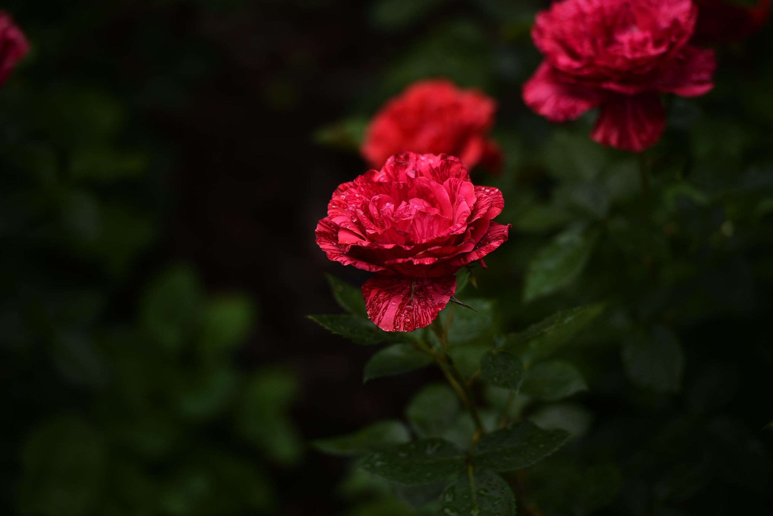 Розарий. Фотограф Натали Кошевая _ Днепр, Подгородное