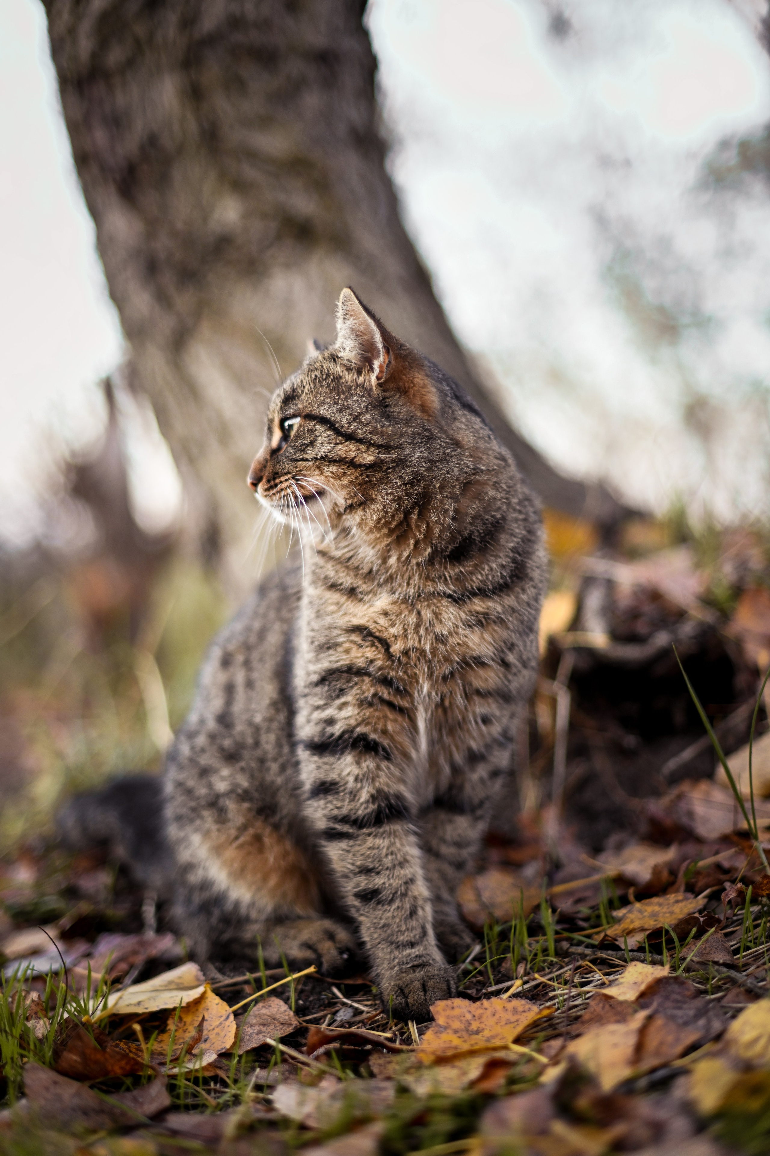 Осень в берете. Фотограф Натали Кошевая _ Днепр, Подгородное