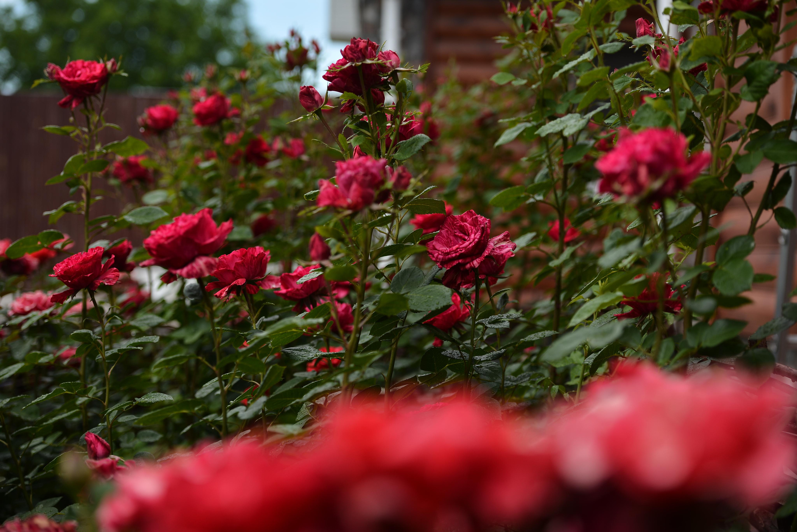 Розарий. Фотограф Натали Кошевая _ Днепр, Подгородное