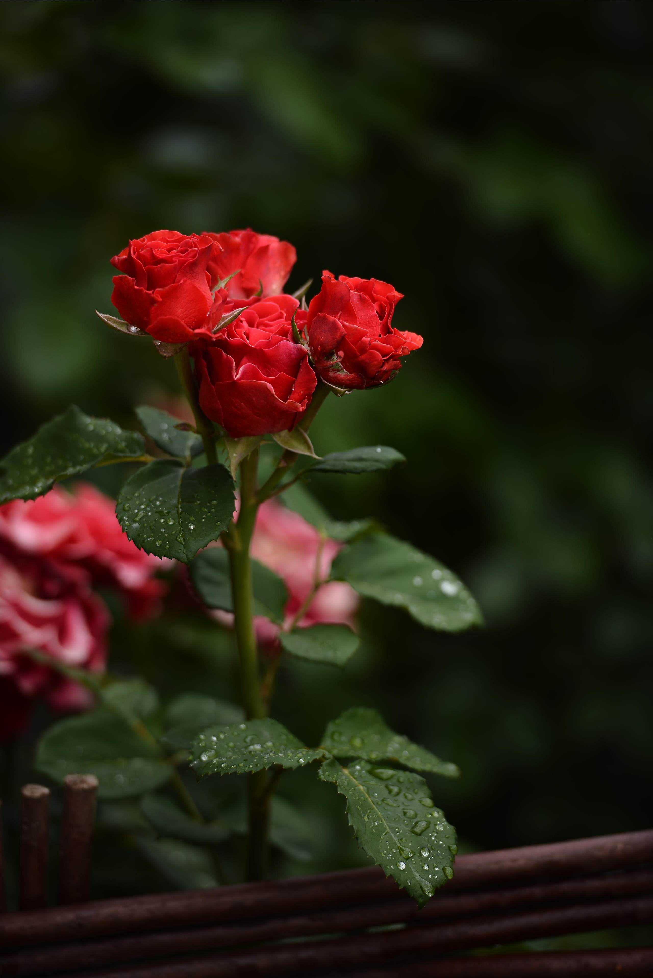 Розарий. Фотограф Натали Кошевая _ Днепр, Подгородное