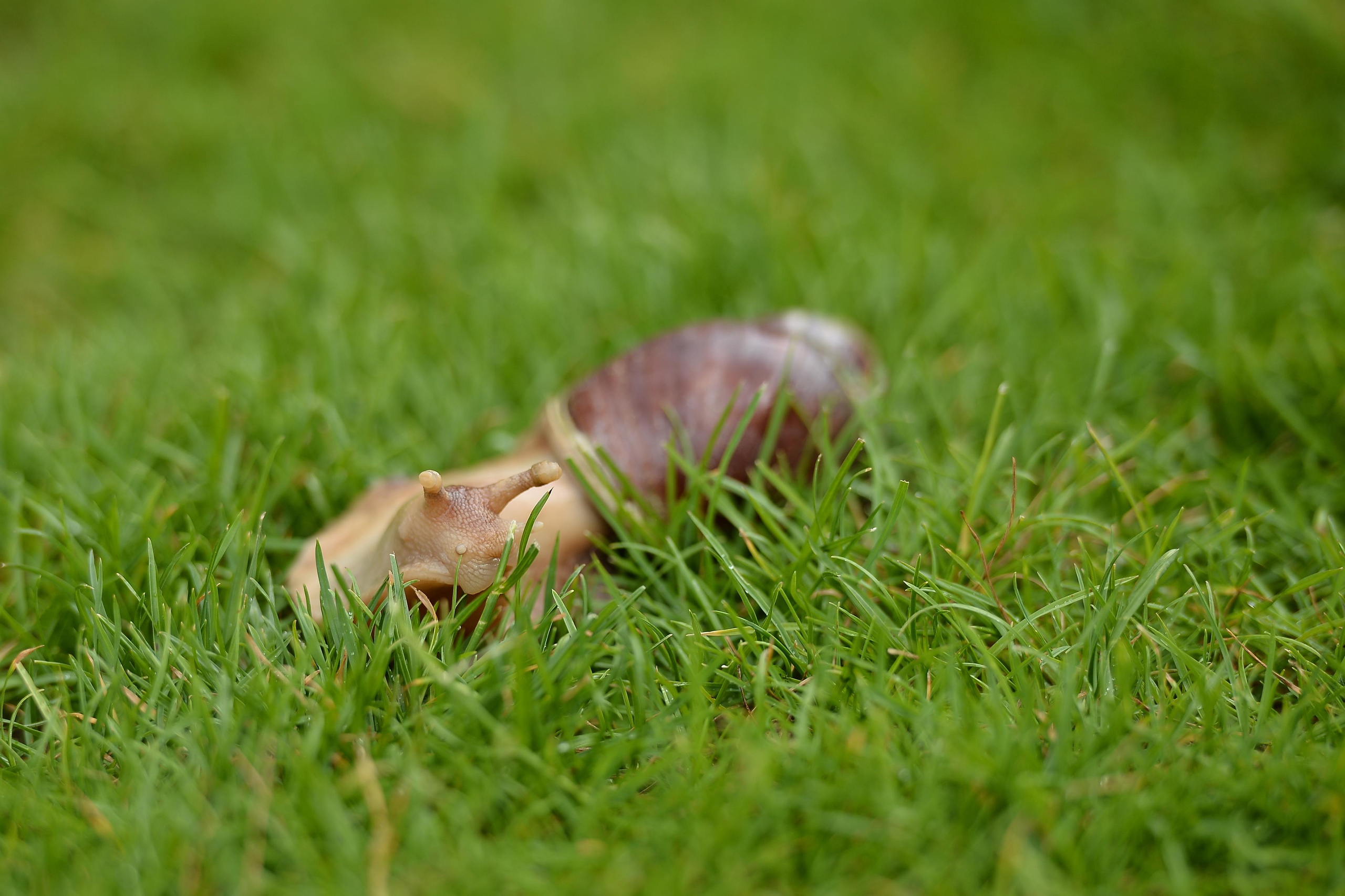 Необычные гости. Фотограф Натали Кошевая _ Днепр, Подгородное