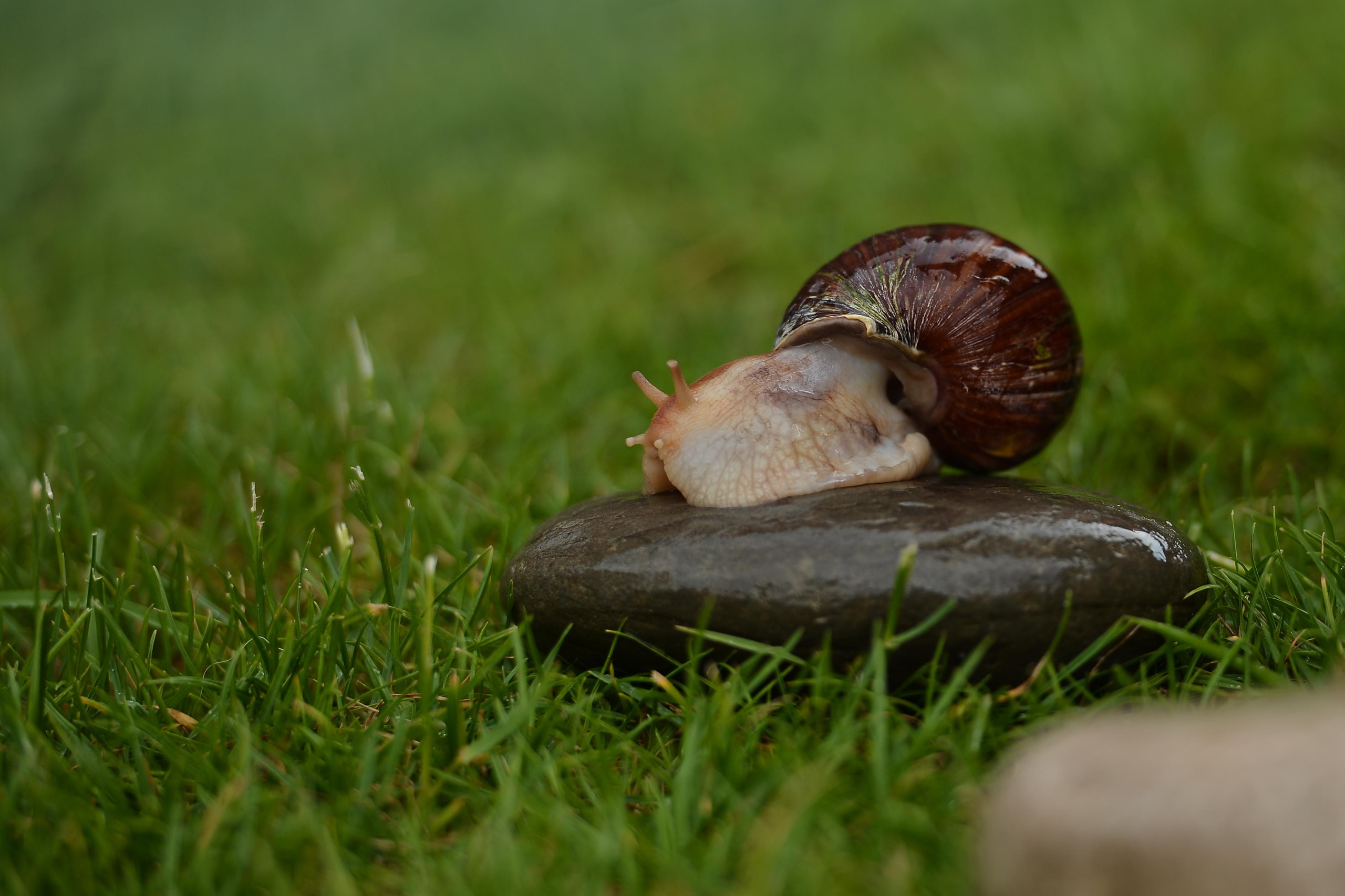 Необычные гости. Фотограф Натали Кошевая _ Днепр, Подгородное