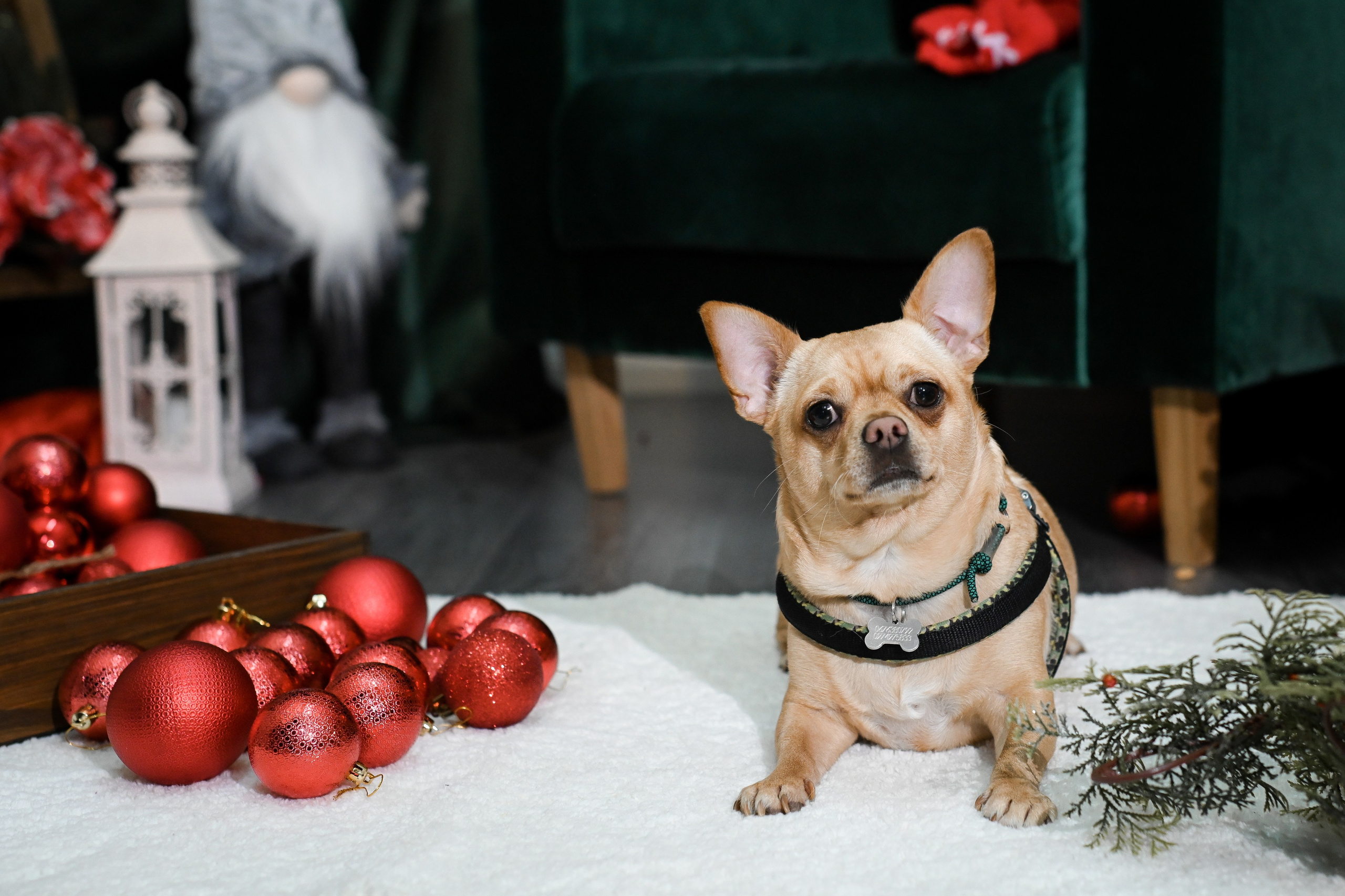 Рождественский пёс. Фотограф Натали Кошевая _ Днепр, Подгородное