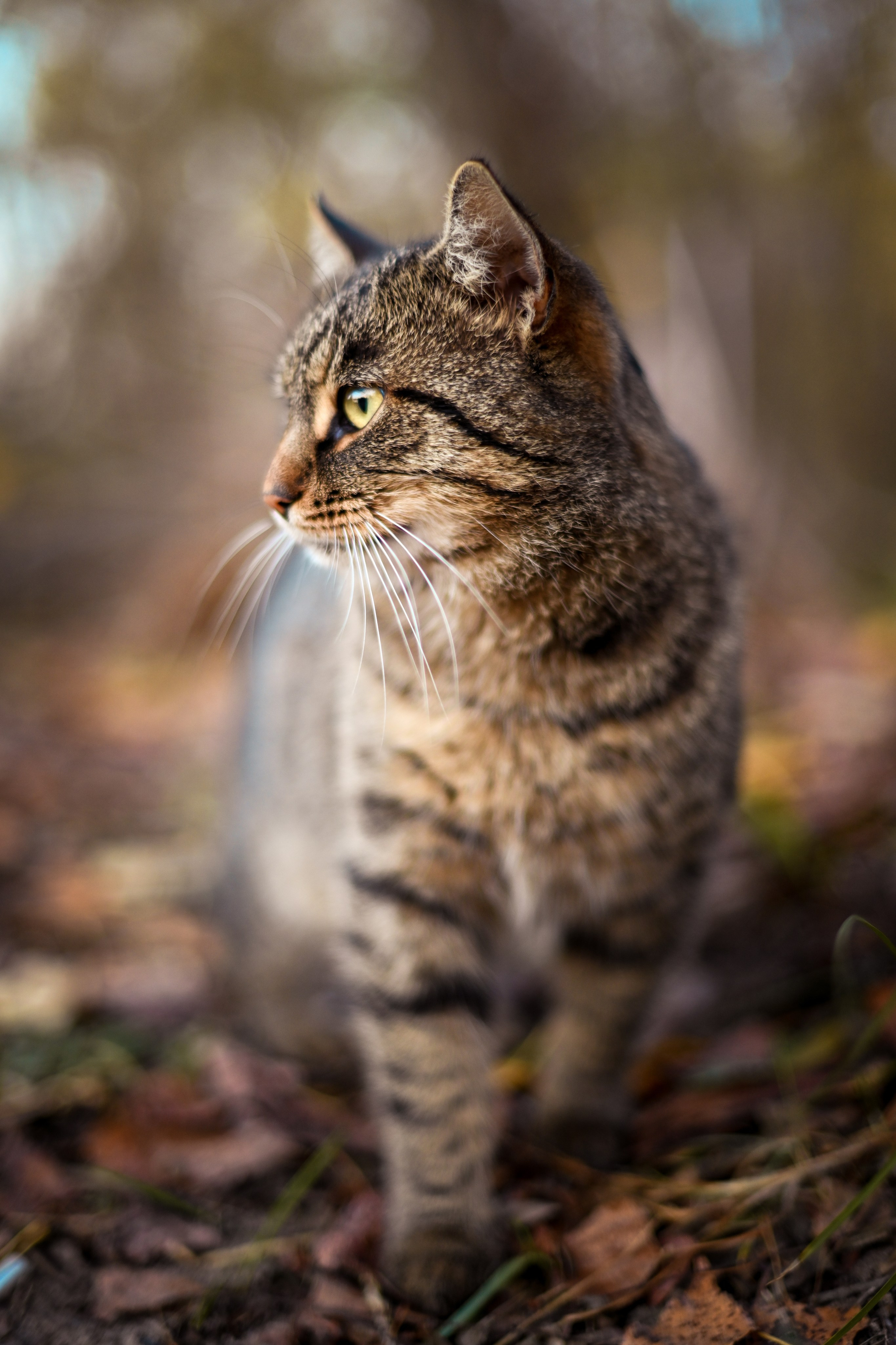 Осень в берете. Фотограф Натали Кошевая _ Днепр, Подгородное