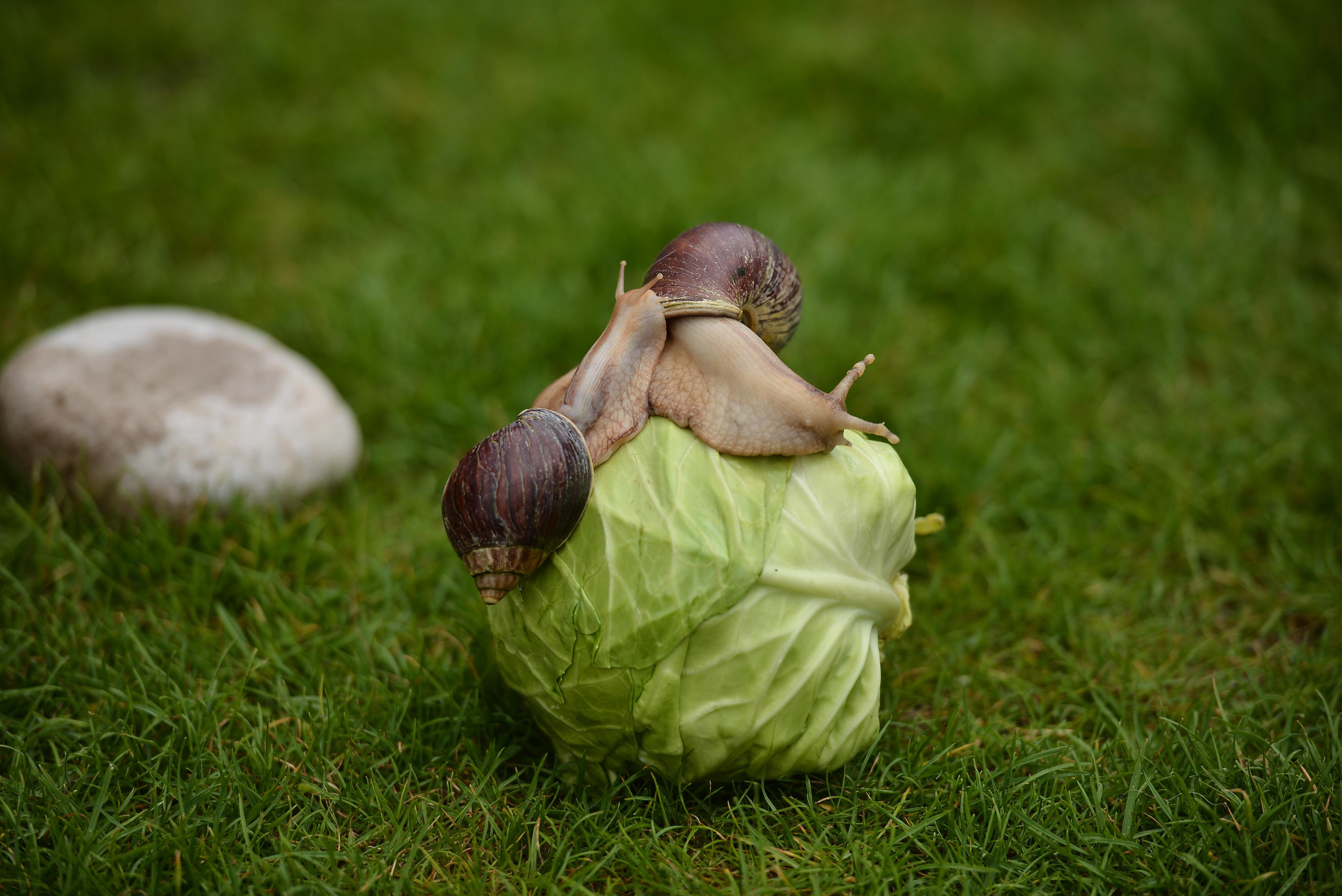 Необычные гости. Фотограф Натали Кошевая _ Днепр, Подгородное