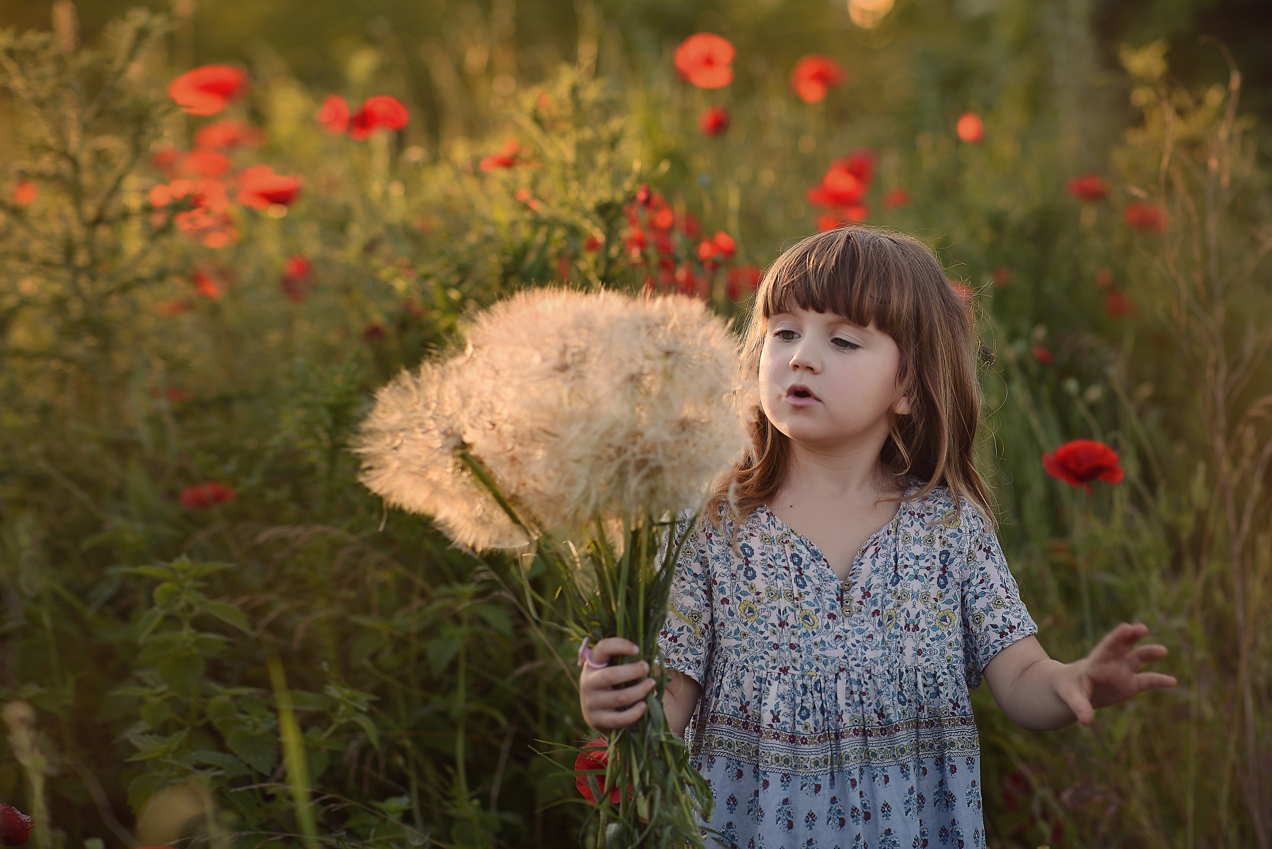 Маки. Фотограф Натали Кошевая _ Днепр, Подгородное