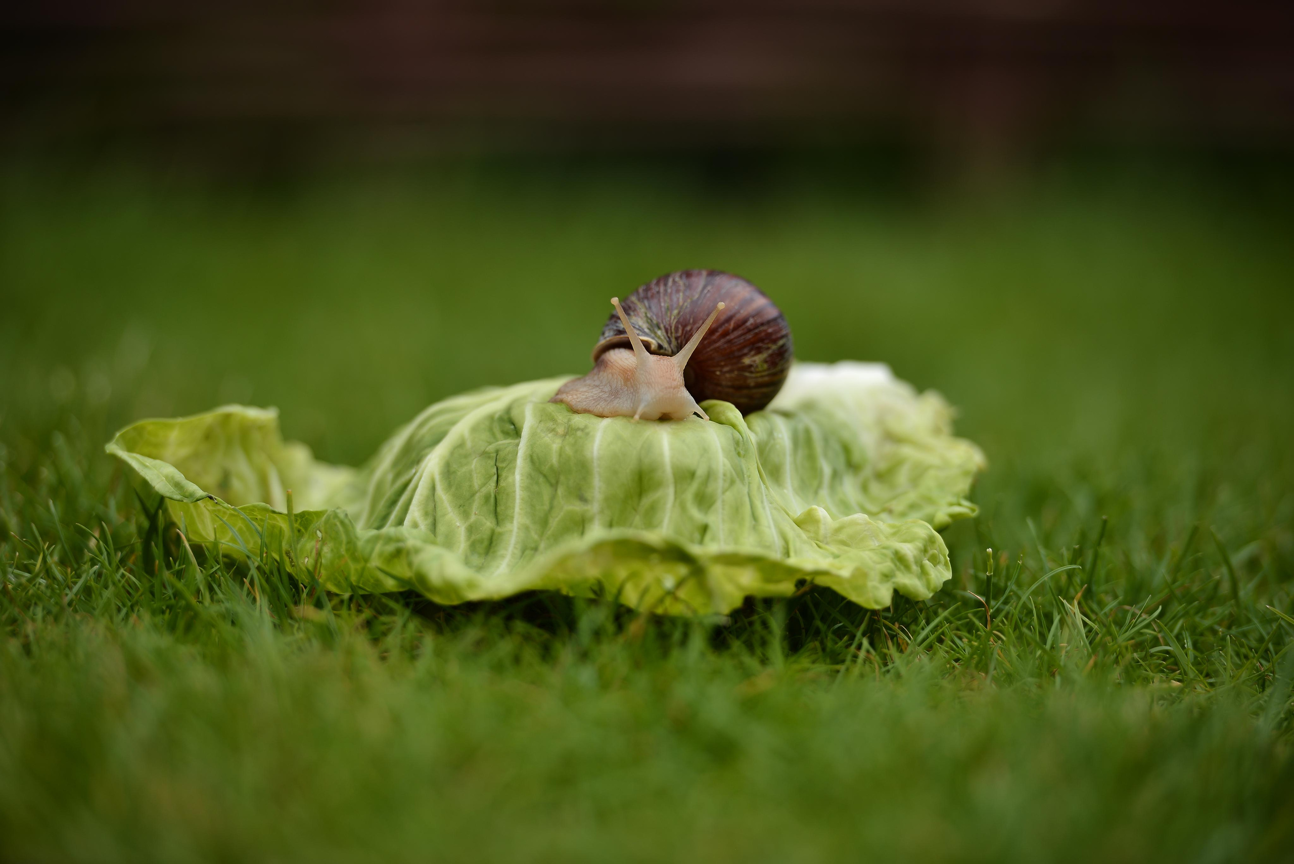 Необычные гости. Фотограф Натали Кошевая _ Днепр, Подгородное