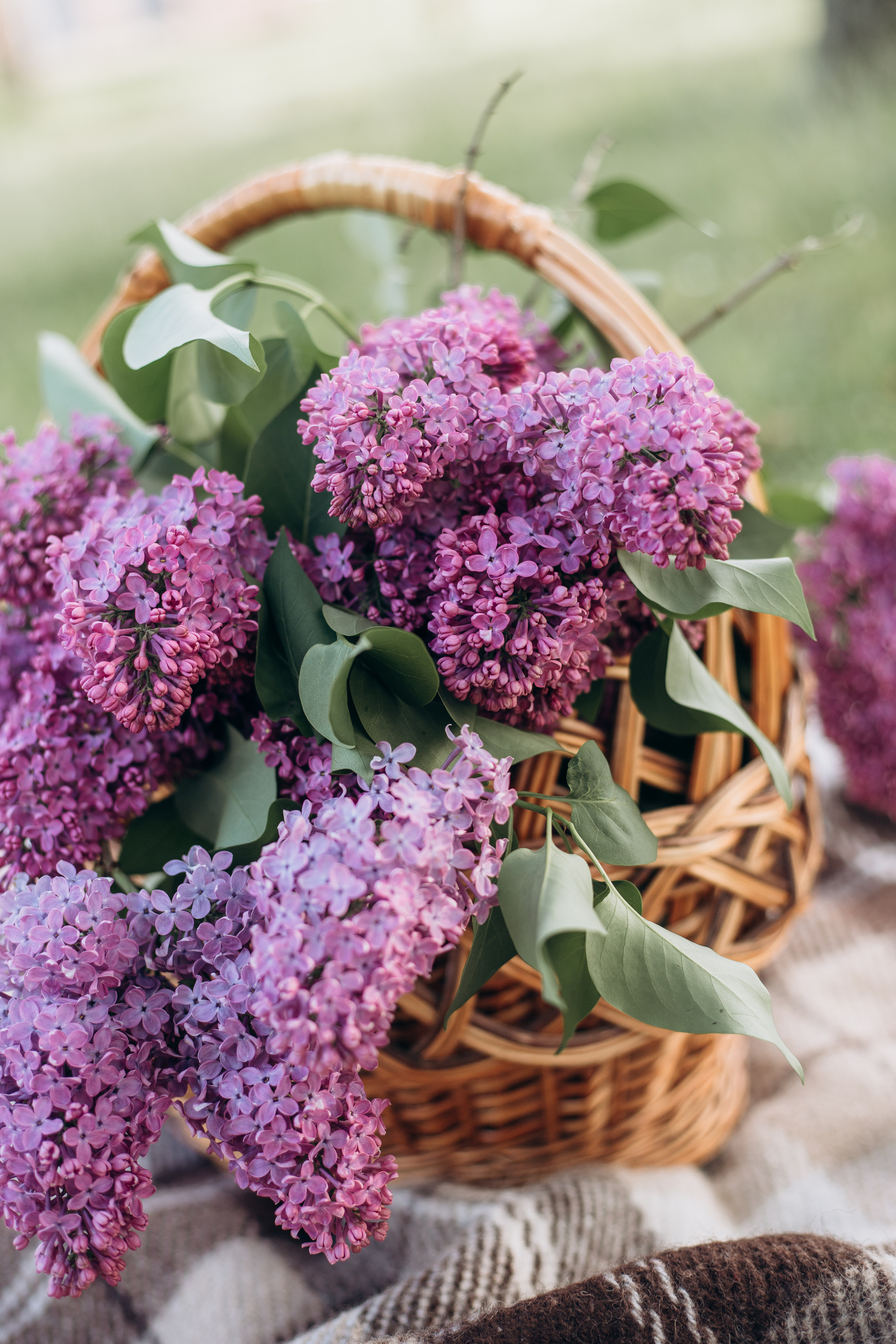 У бузку. Весільний та сімейний фотограф міста Суми Артур Моргун