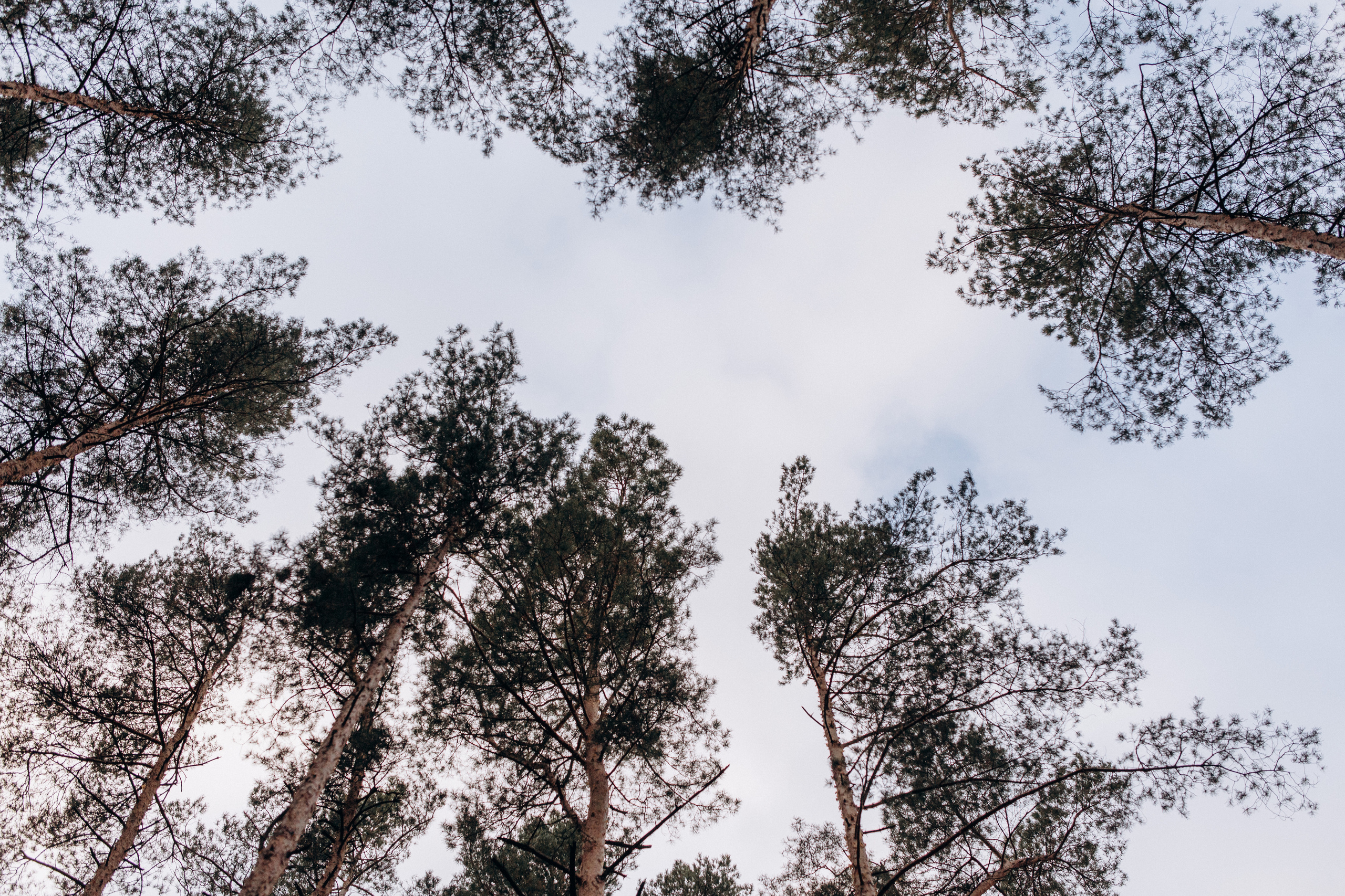 Богдан та Оля. Весільний та сімейний фотограф міста Суми Артур Моргун