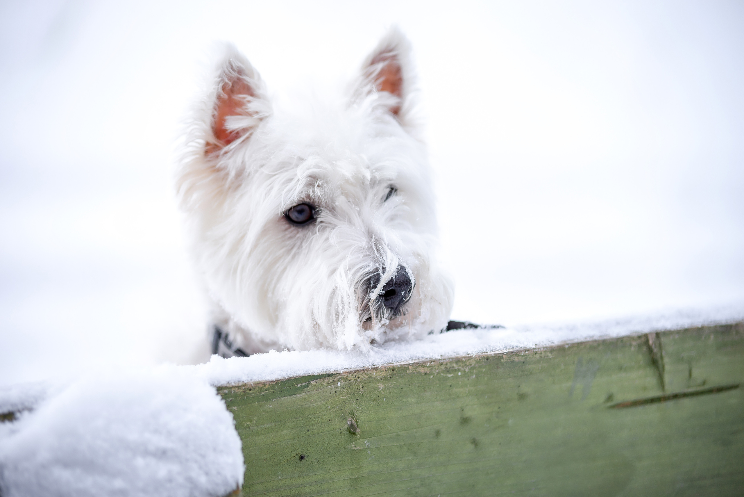 Зимние прогулки. Семейный и детский фотограф Эстонии. (Пярну, Таллинн)