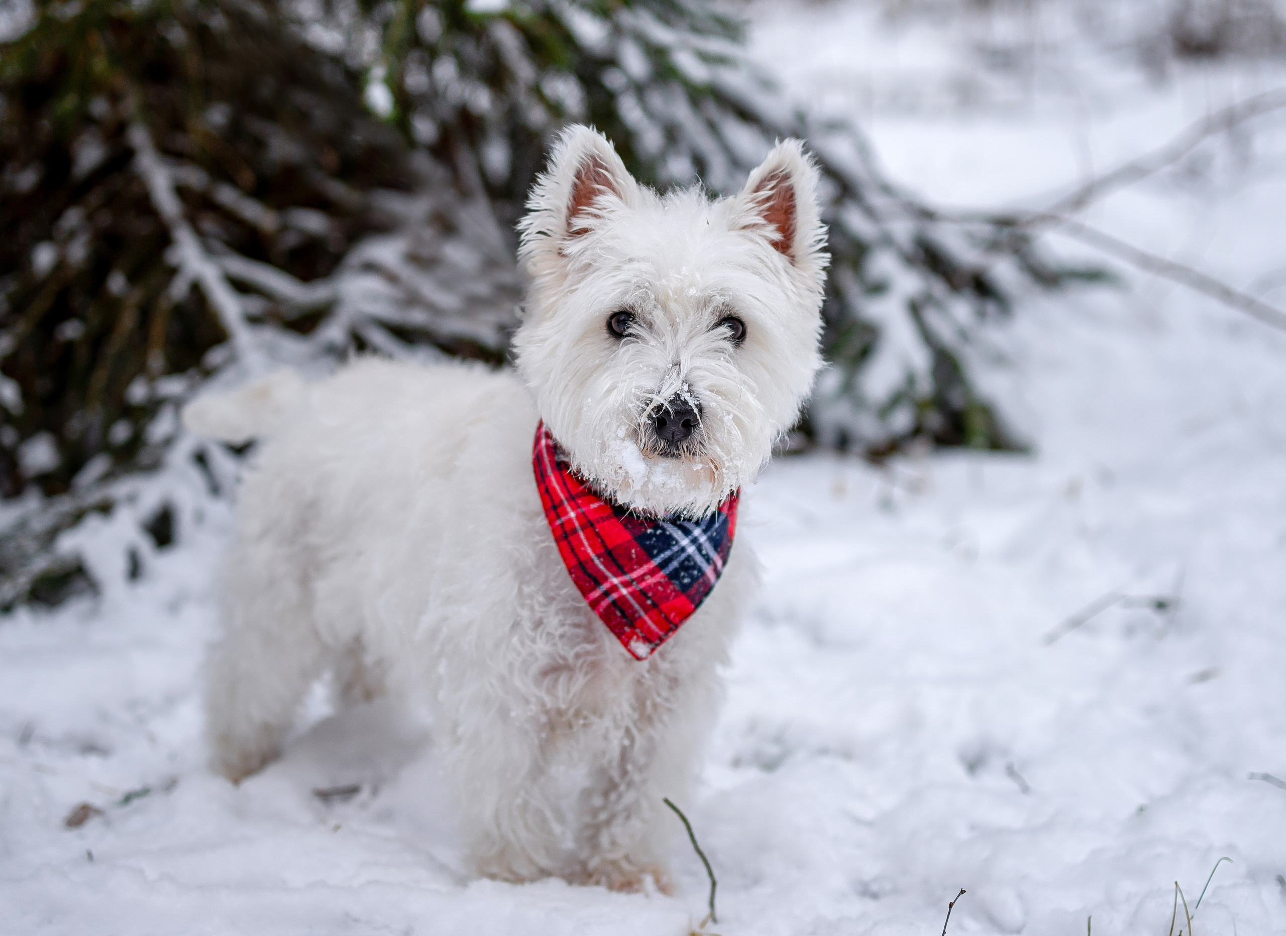Зимние прогулки. Семейный и детский фотограф Эстонии. (Пярну, Таллинн)