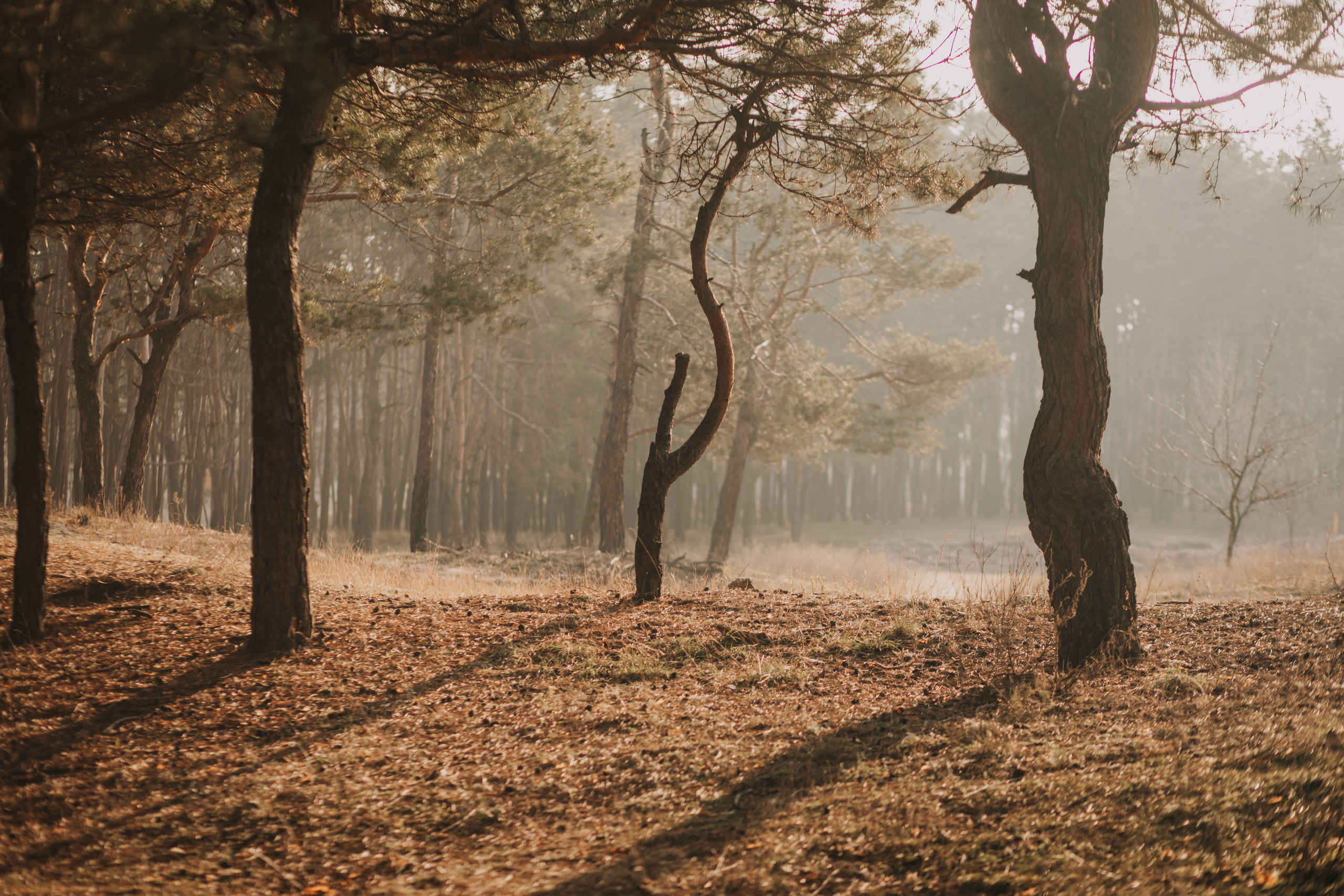 Таня и Сережа. Photographer Dnipro