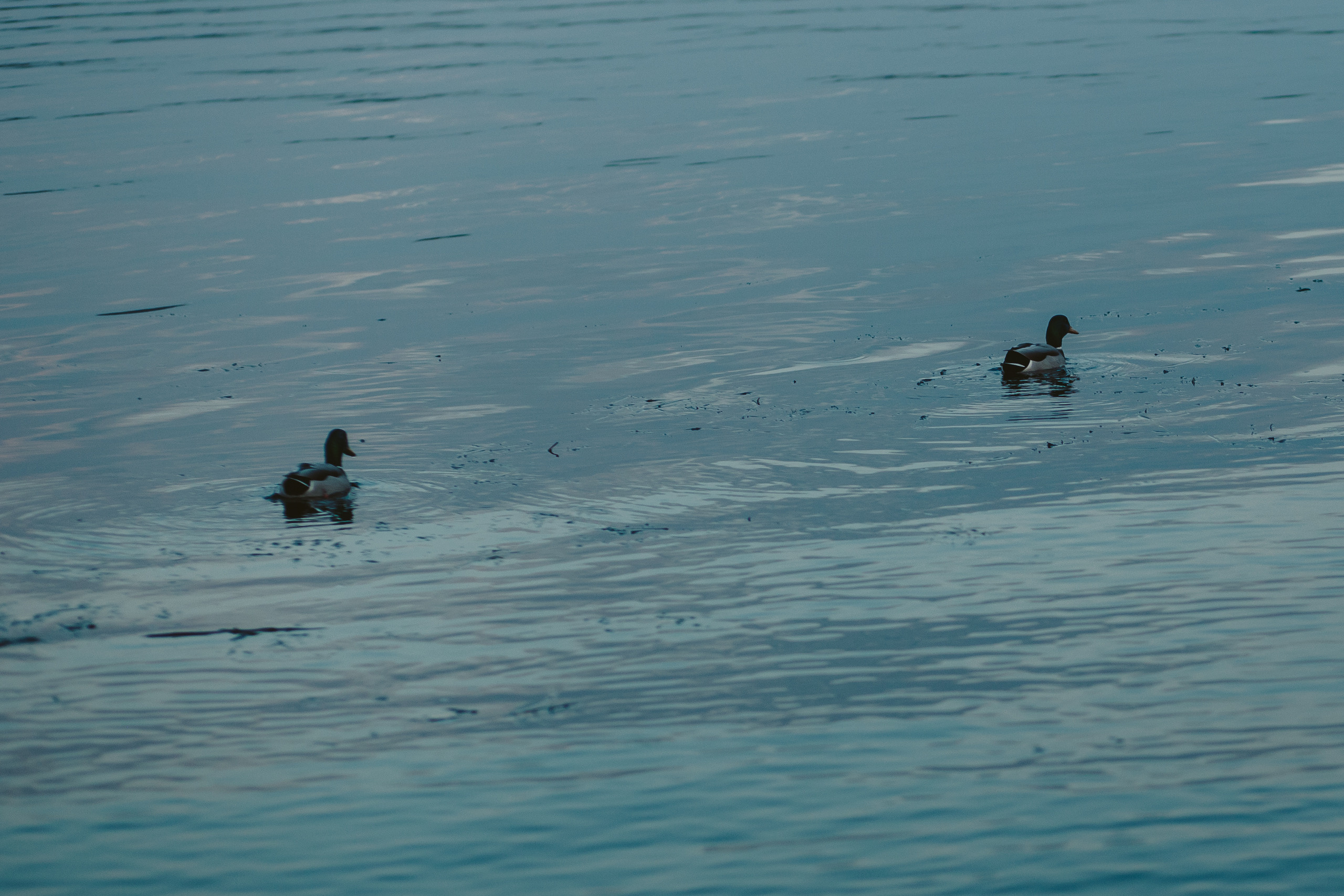 Дани и Настя. Фотограф в Дніпрі Марк Качуро