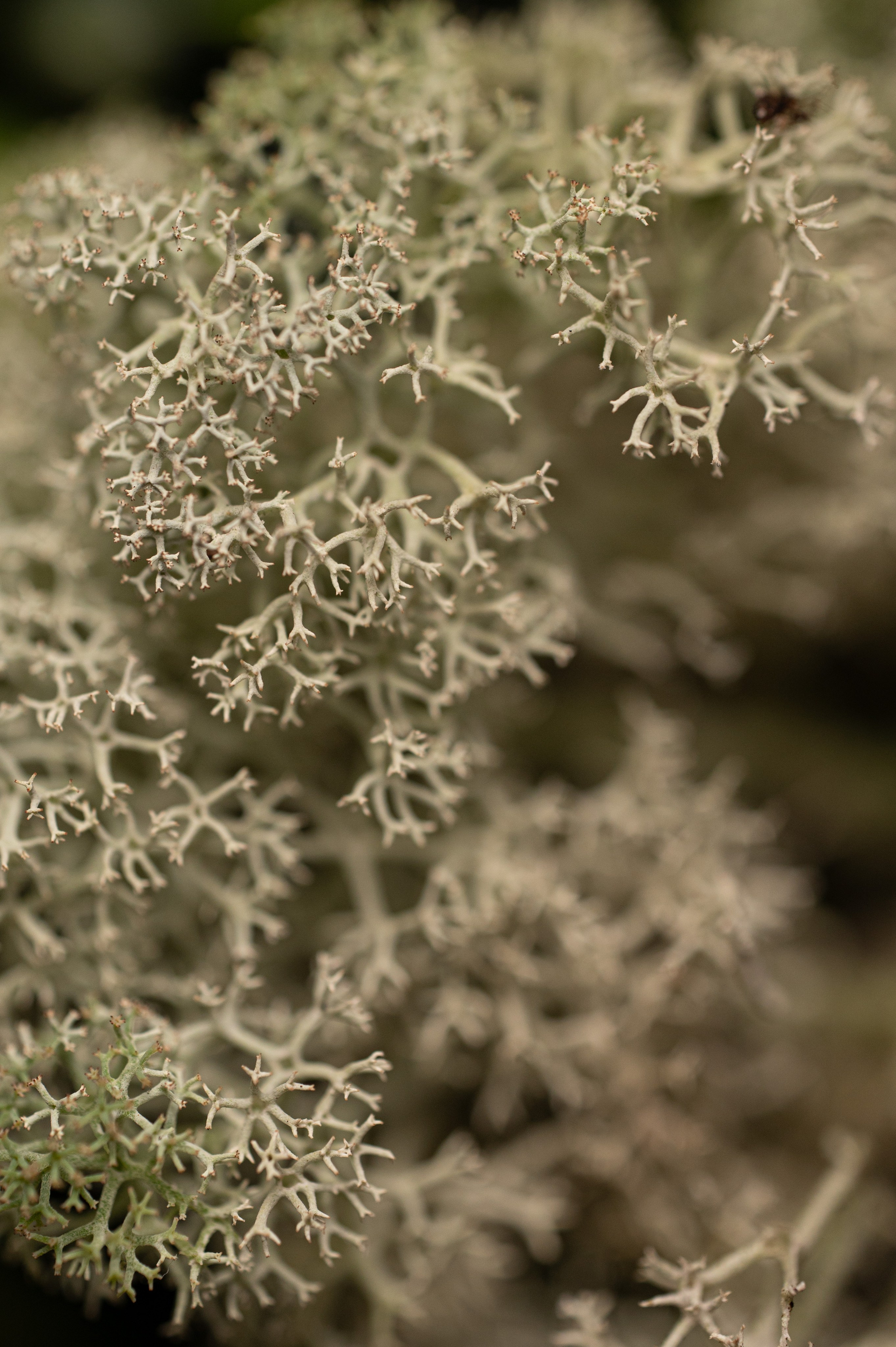 Gauja skincare. Product and Food photography