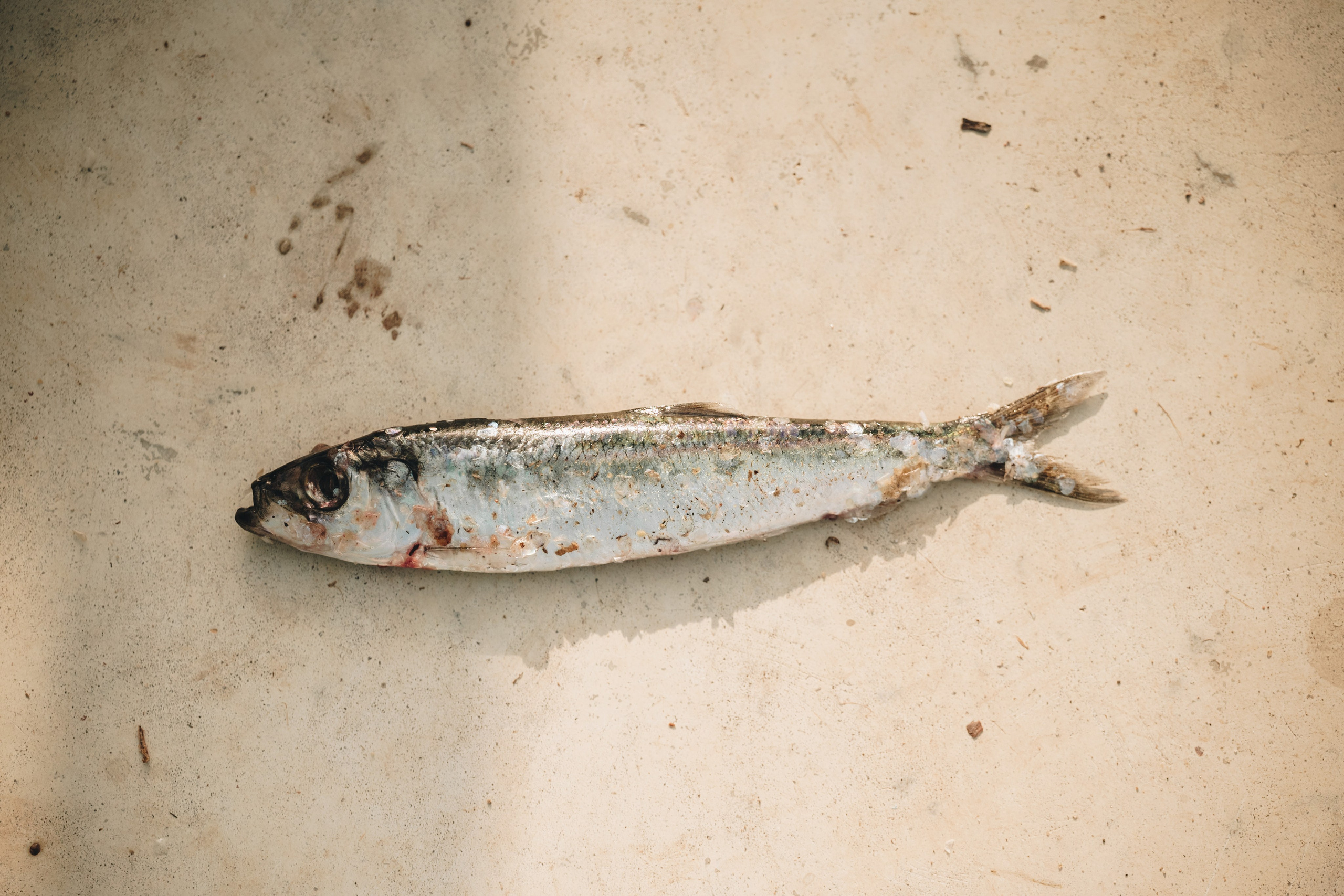 Carnikava fishing. Product and Food photography