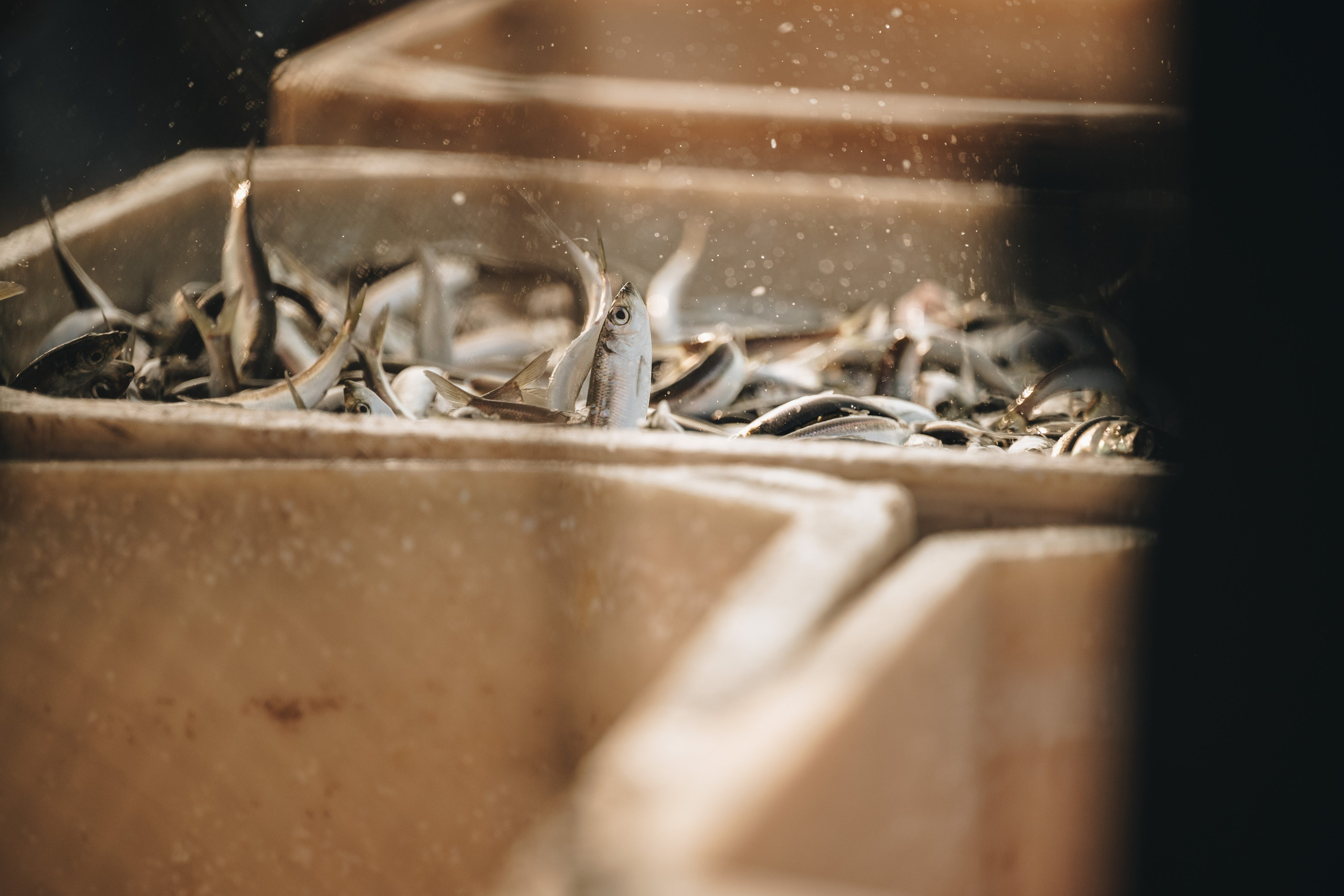 Carnikava fishing. Product and Food photography