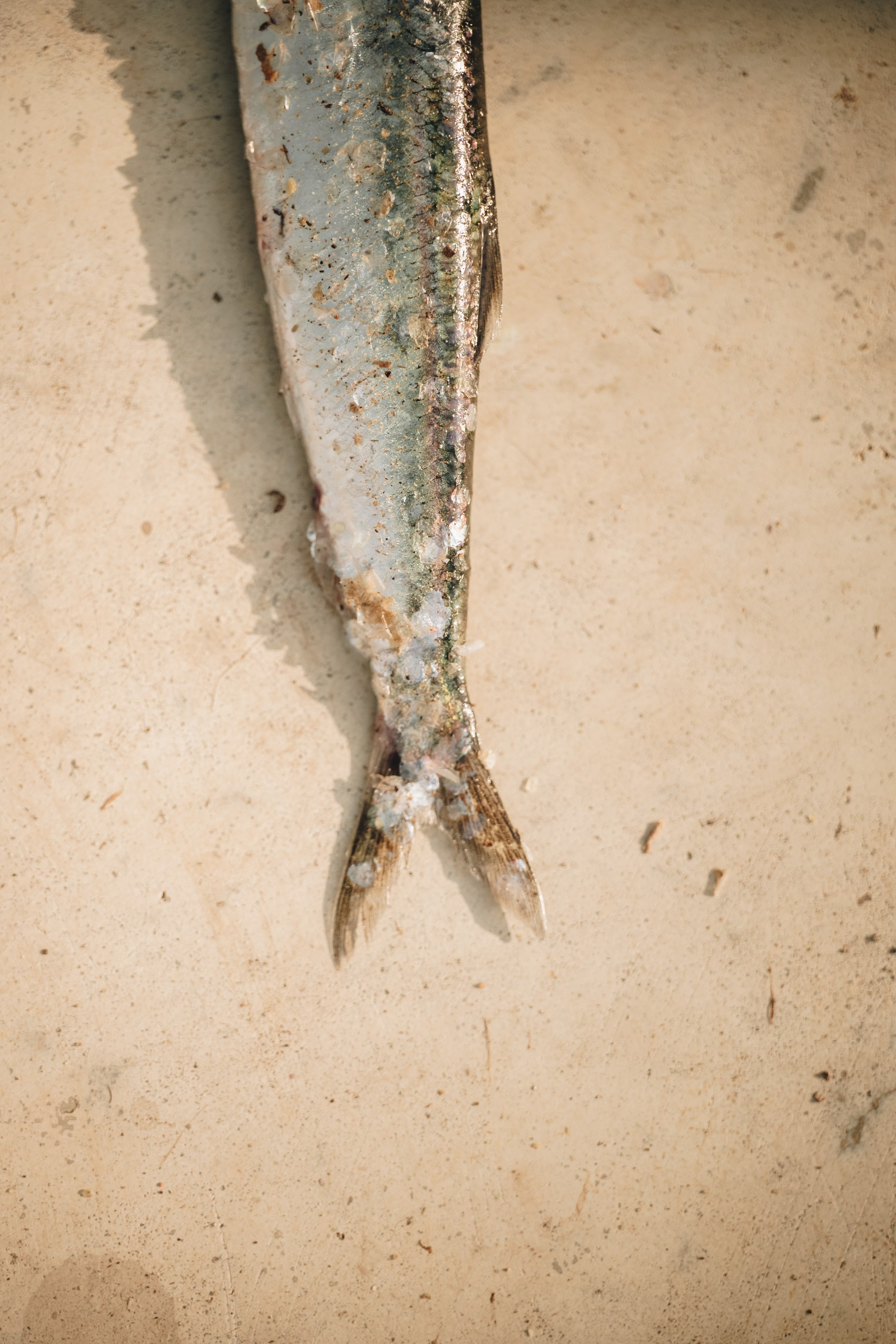 Carnikava fishing. Product and Food photography