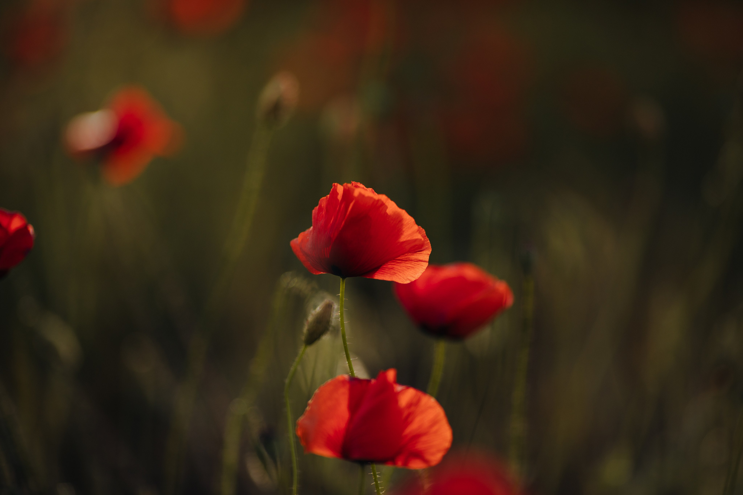 Ședințe foto de familie. Fotograf de nuntă și evenimente private!