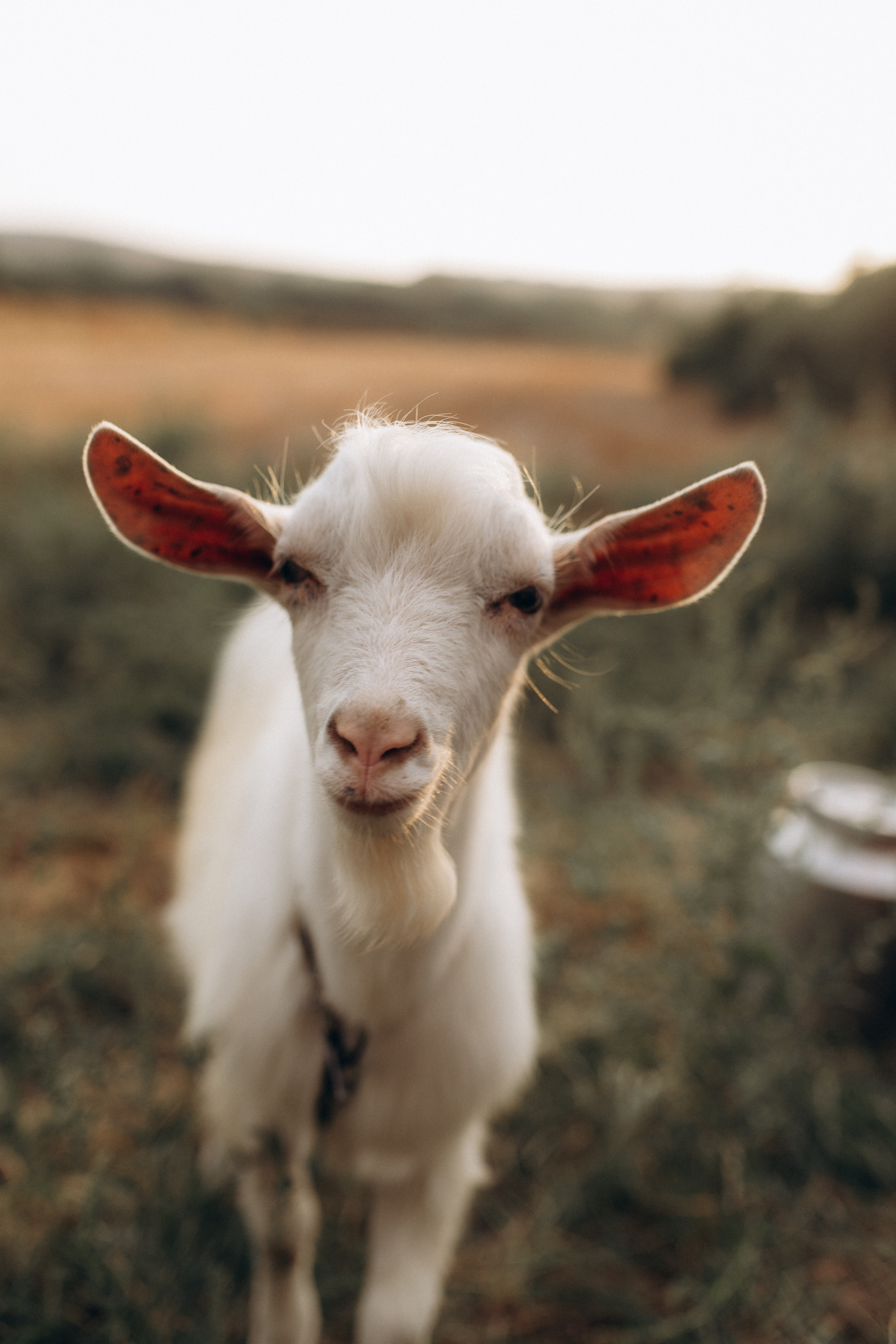 Abend im Dorf. Hochzeitsfotograf in Nürnberg, Bamberg, Deutschland