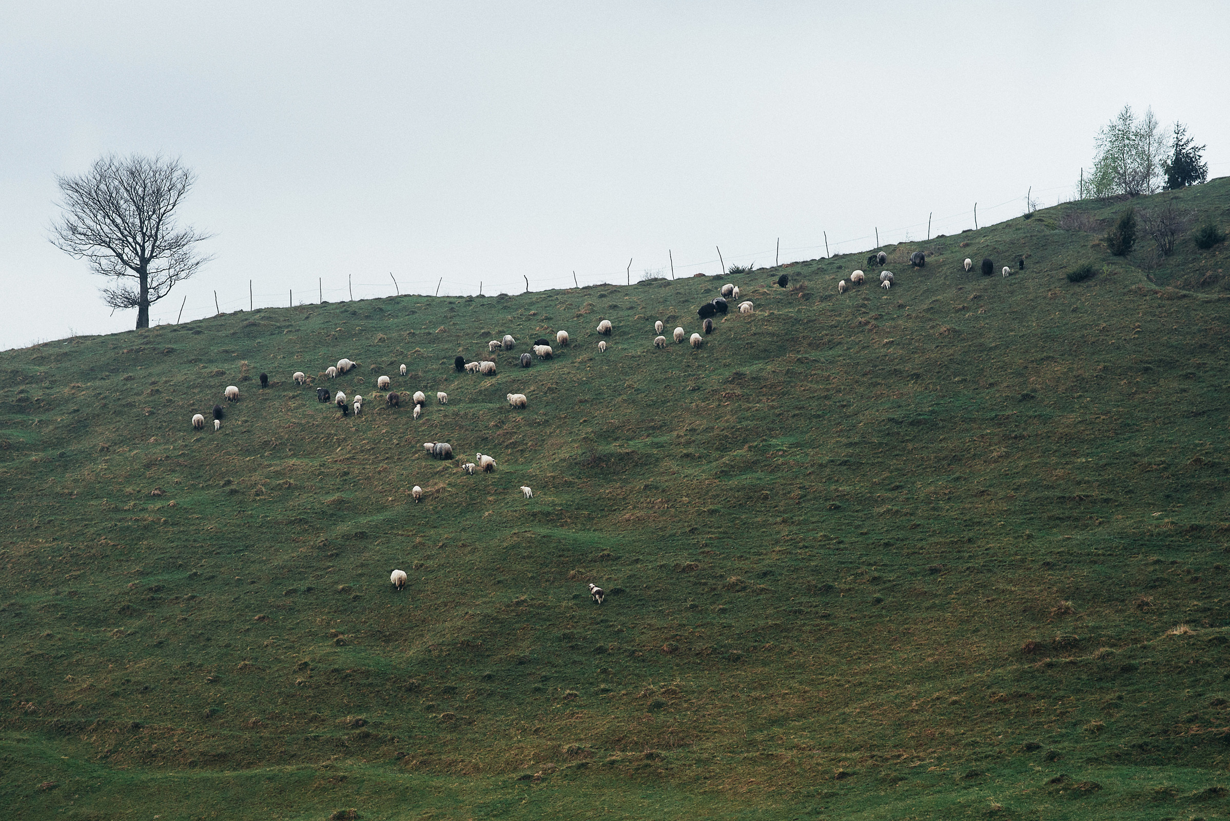 Кращу гір можуть бути лише…. Весільний фотограф Цимбалюк Микола Луцьк