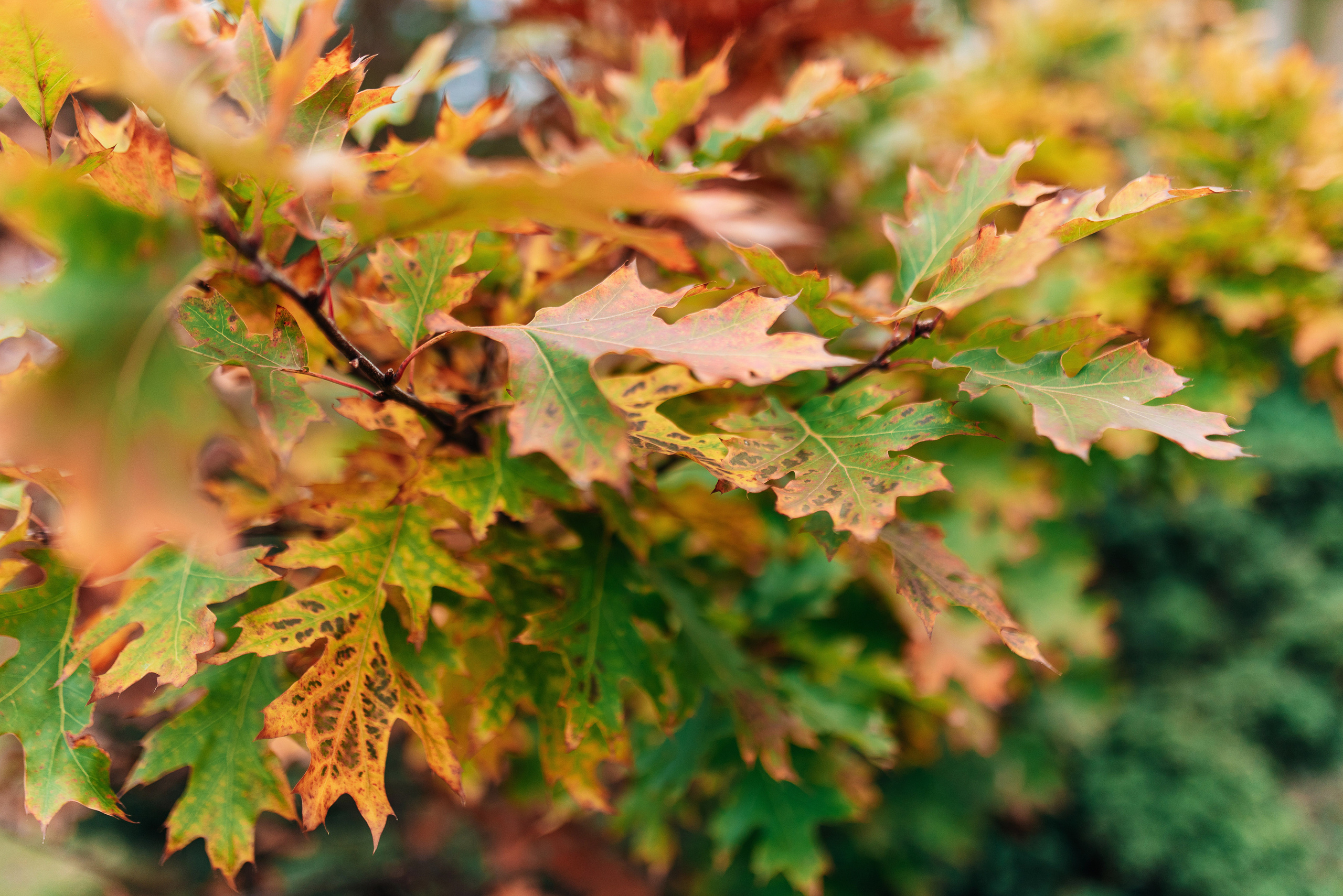 Іра та Віталік. Весільний фотограф Цимбалюк Микола Луцьк
