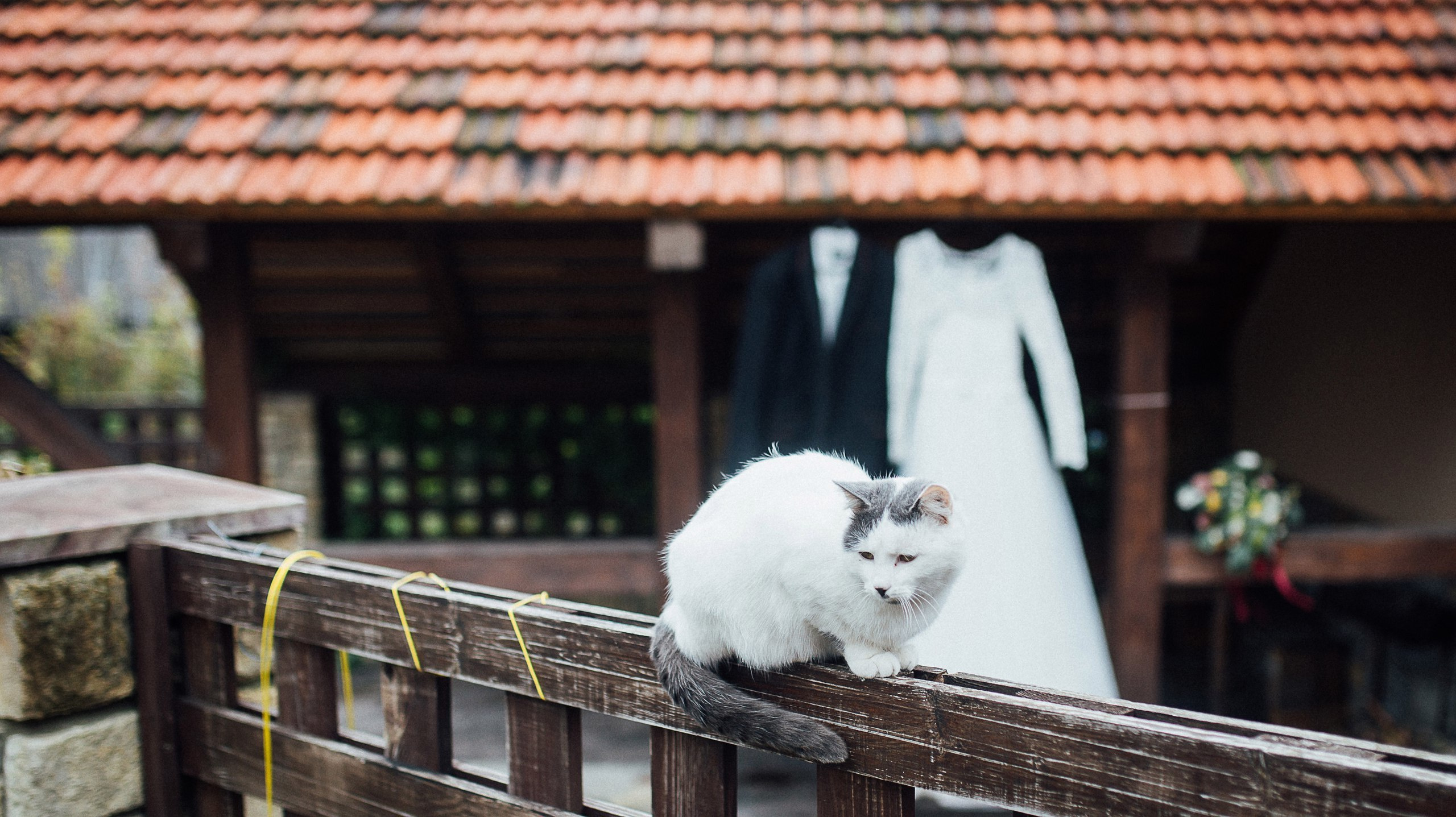 Два кота він та вона. Весільний фотограф Цимбалюк Микола Луцьк