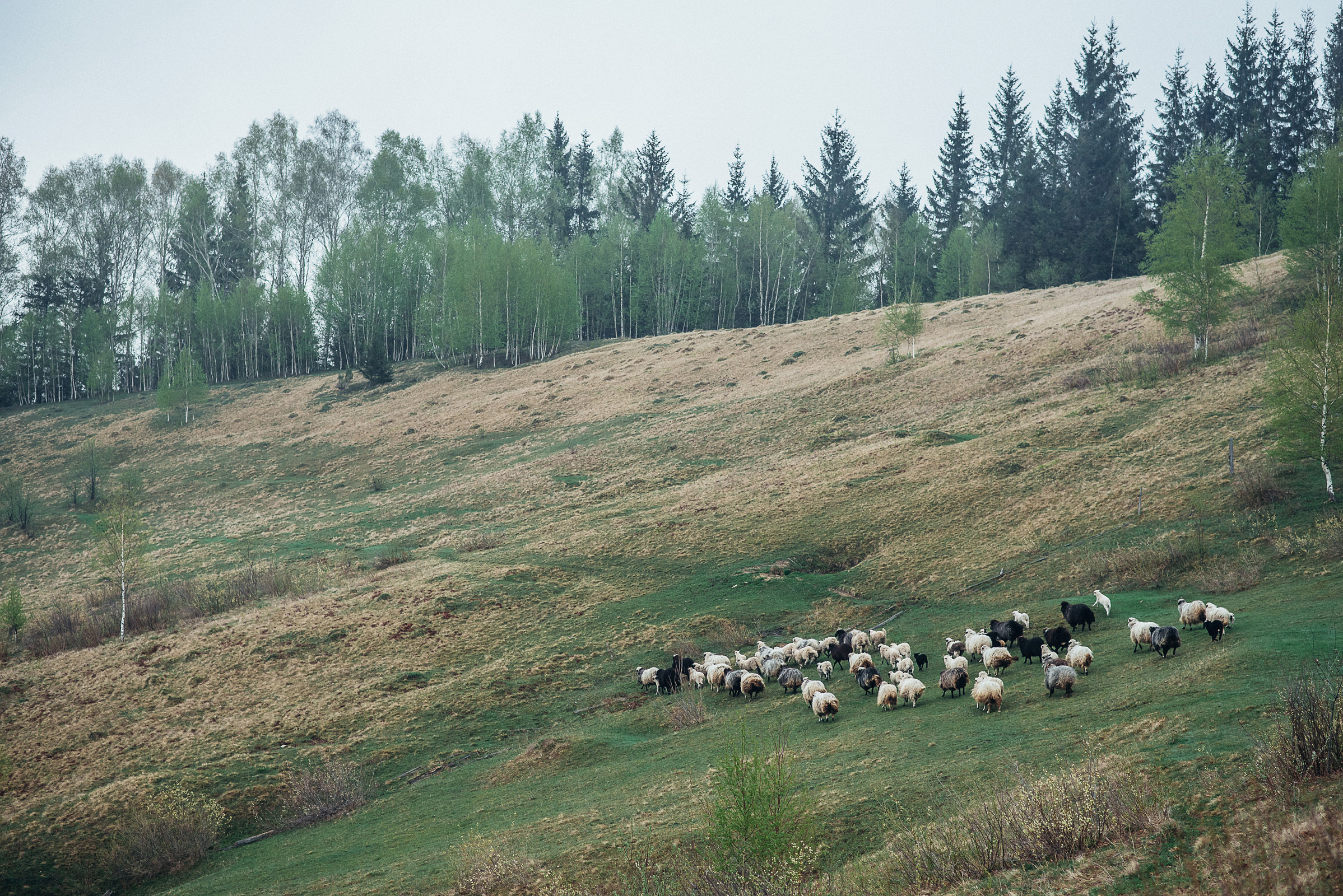 Кращу гір можуть бути лише…. Весільний фотограф Цимбалюк Микола Луцьк