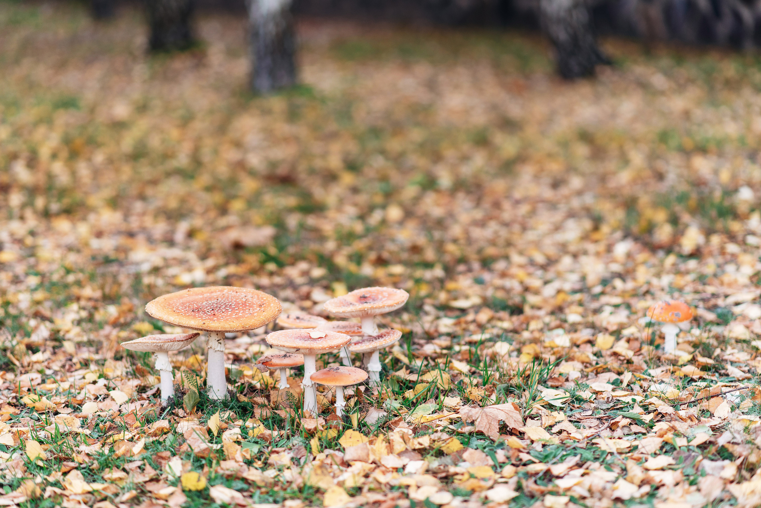 Іра та Віталік. Весільний фотограф Цимбалюк Микола Луцьк