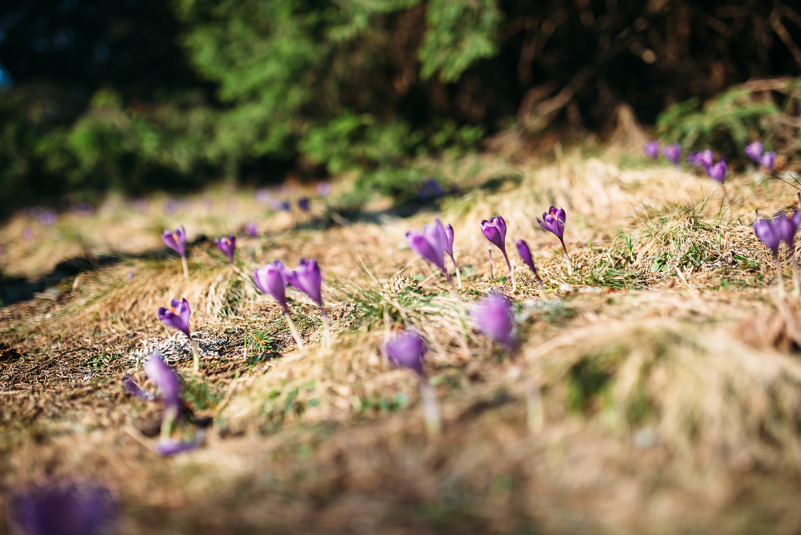 Три вершини, одна любов. Весільний фотограф Цимбалюк Микола Луцьк