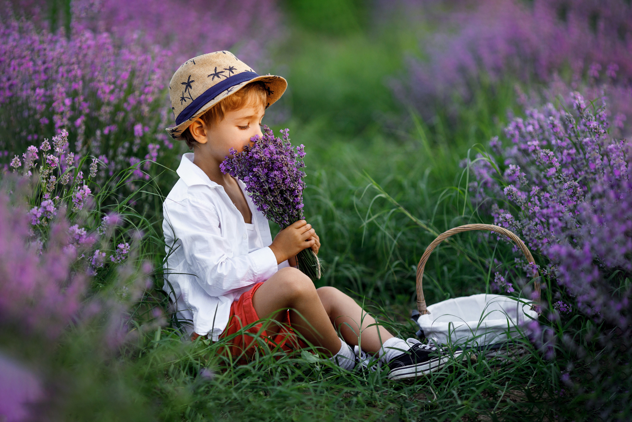 Лаванда. Photographer Calgary