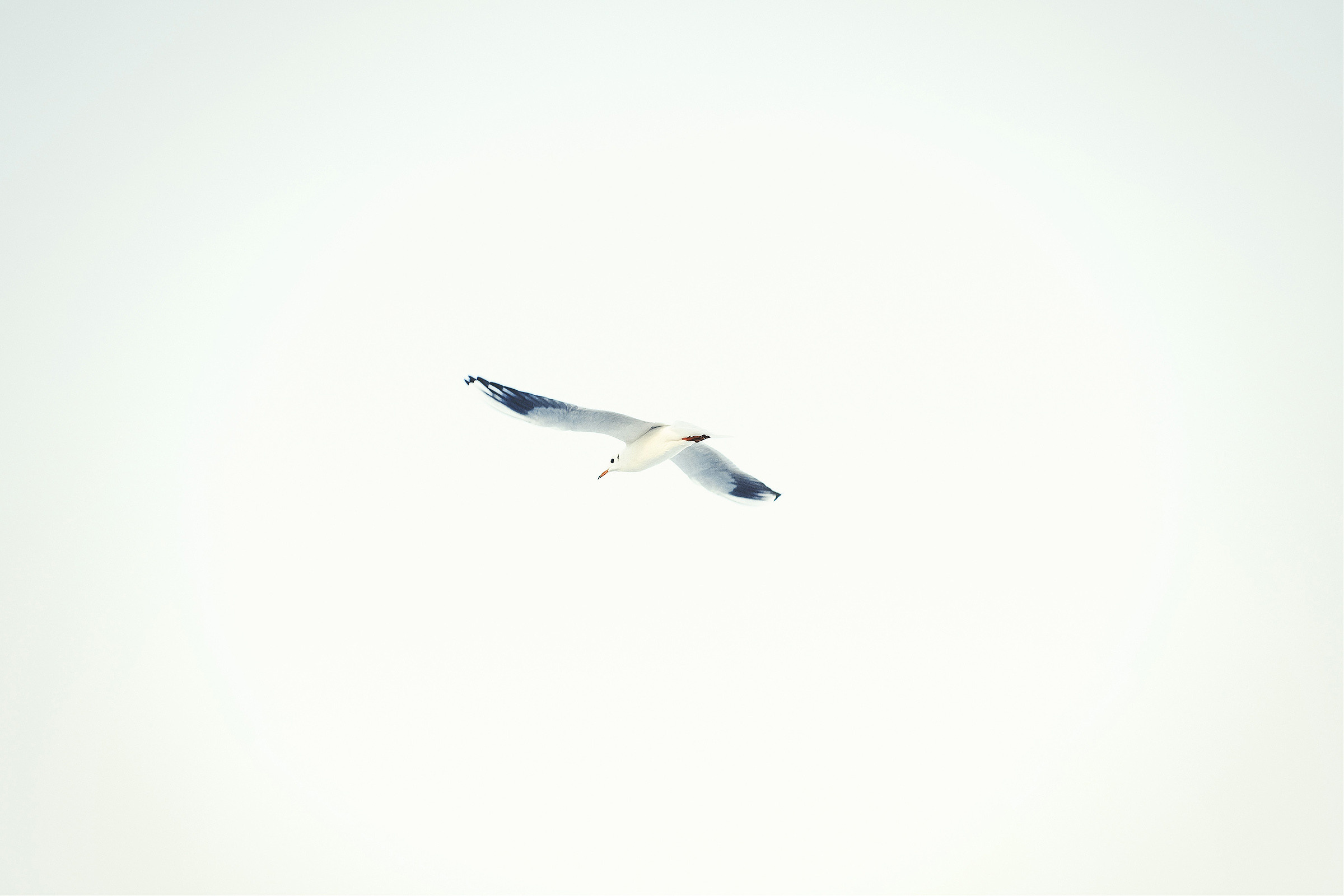 Waiting for a miracle…. Photographer Calgary