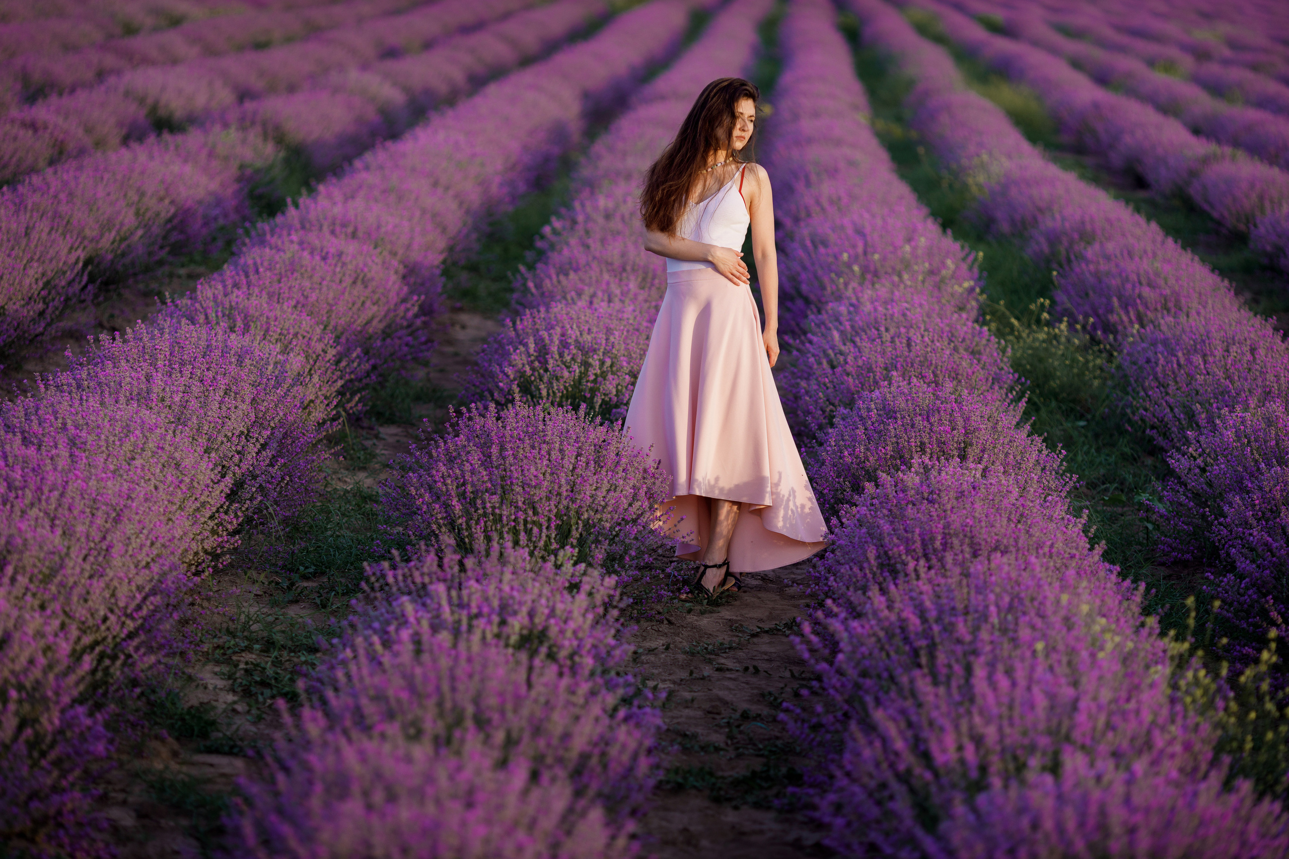 Лаванда. Photographer Calgary