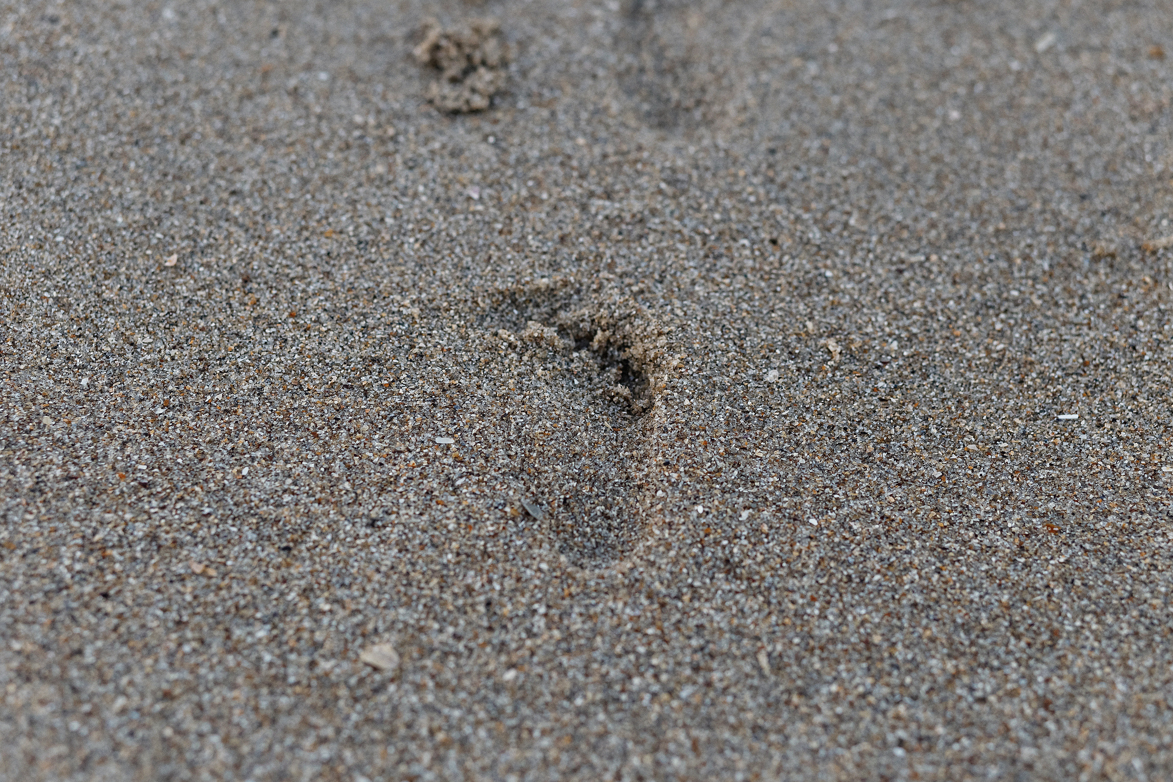 Sasha Tanya. Photographer Calgary