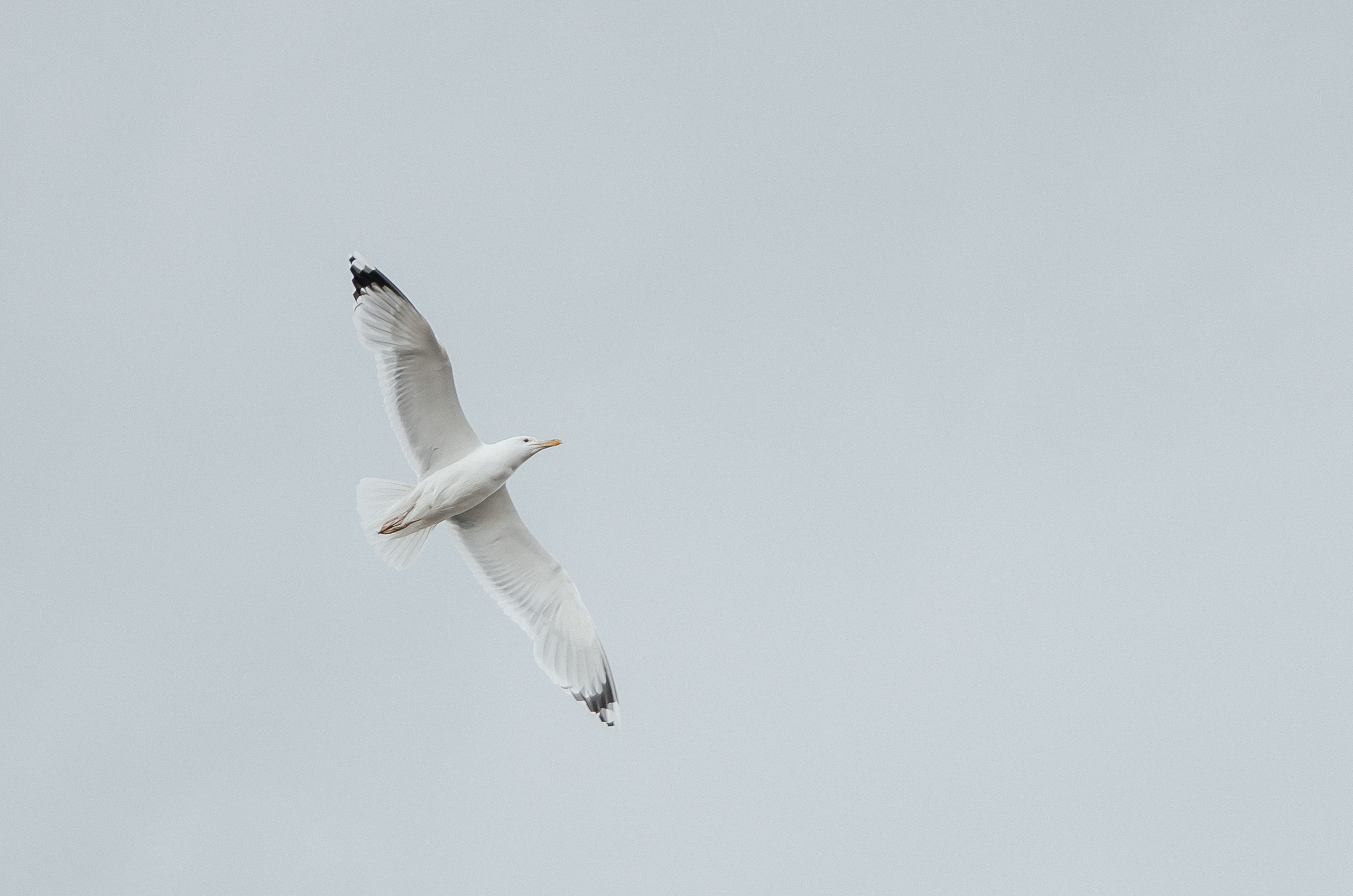 Wind Dreams. Весільний фотограф Дніпро Андрій Сопін