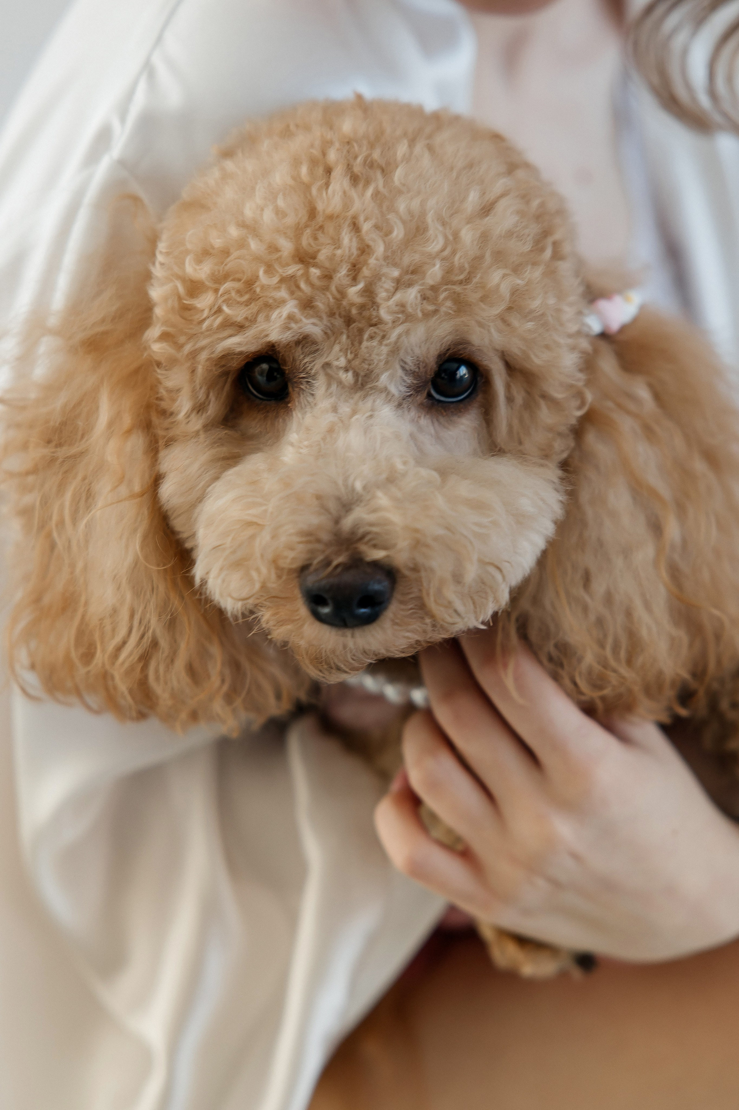 Oleg and Sofia. Весільний фотограф Любов Шарко Черкаси