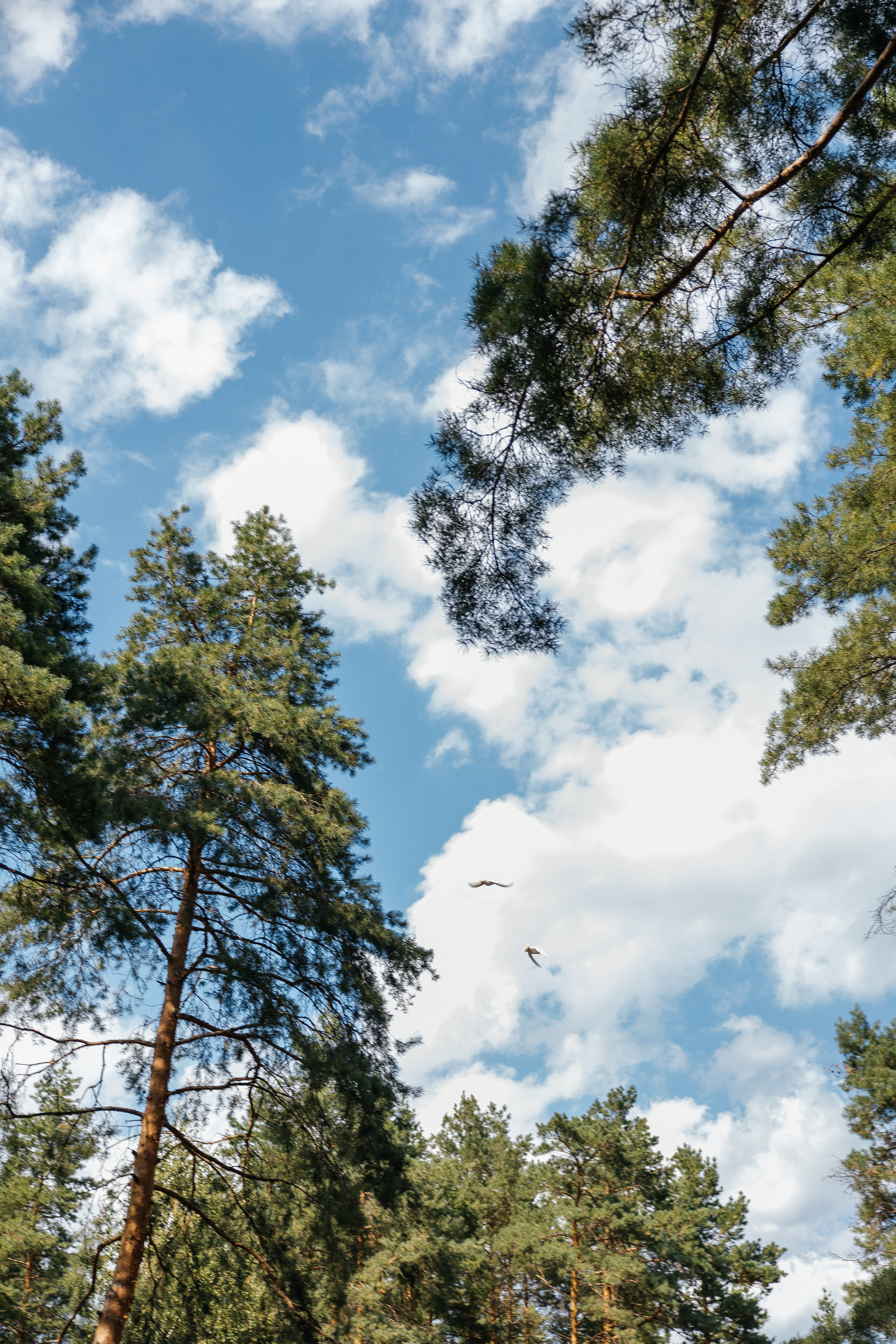I & A. Весільний фотограф Любов Шарко Черкаси