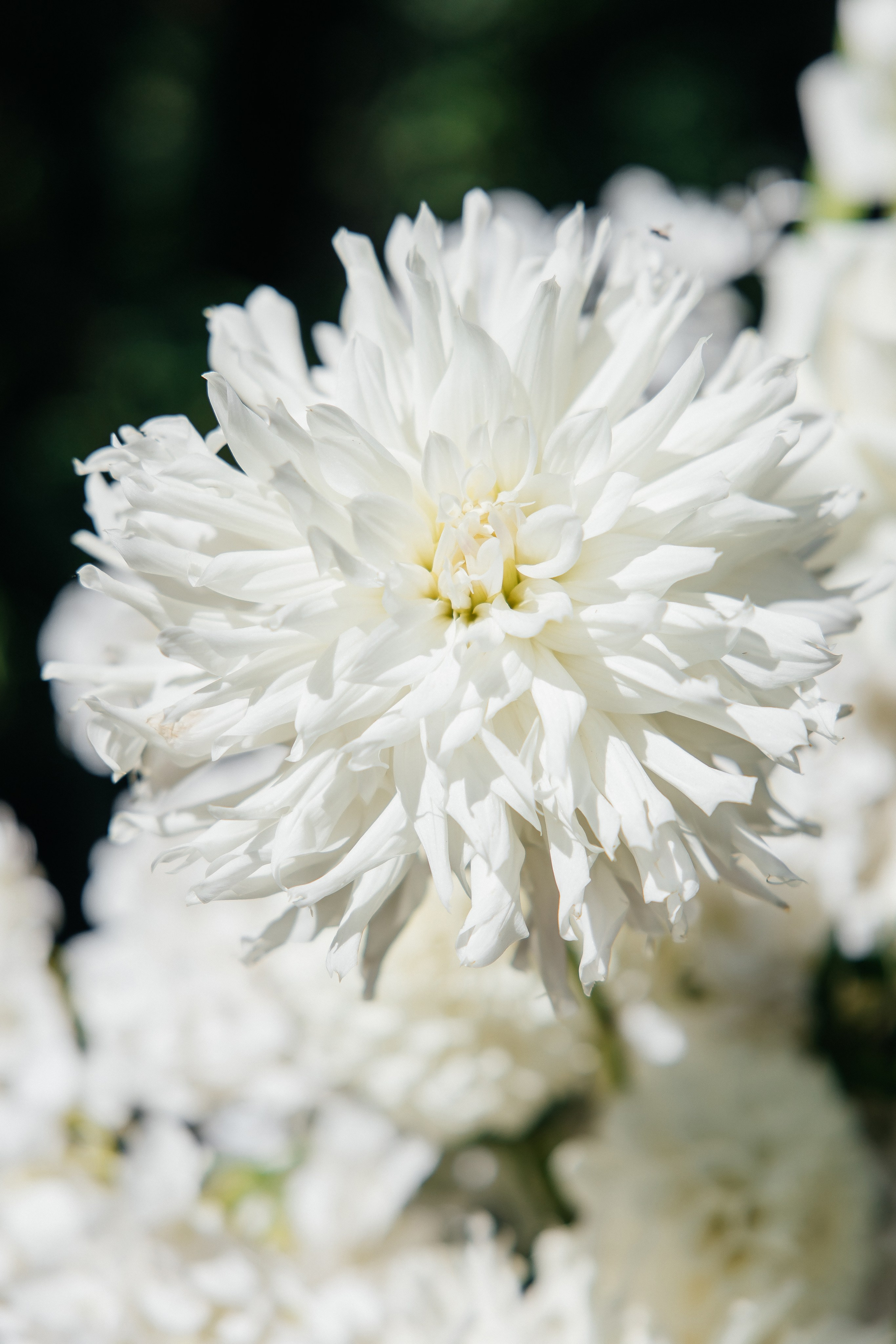 I & A. Весільний фотограф Любов Шарко Черкаси