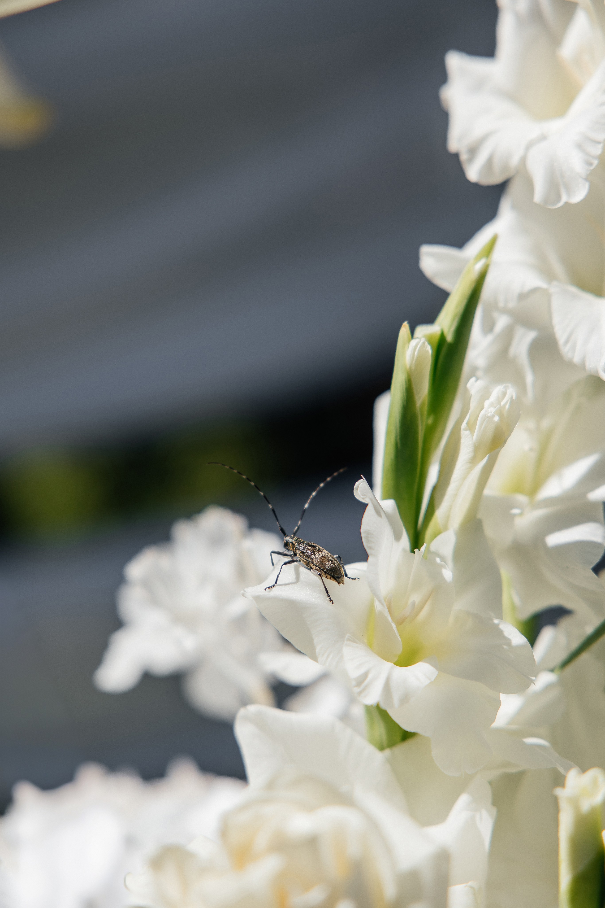 I & A. Весільний фотограф Любов Шарко Черкаси
