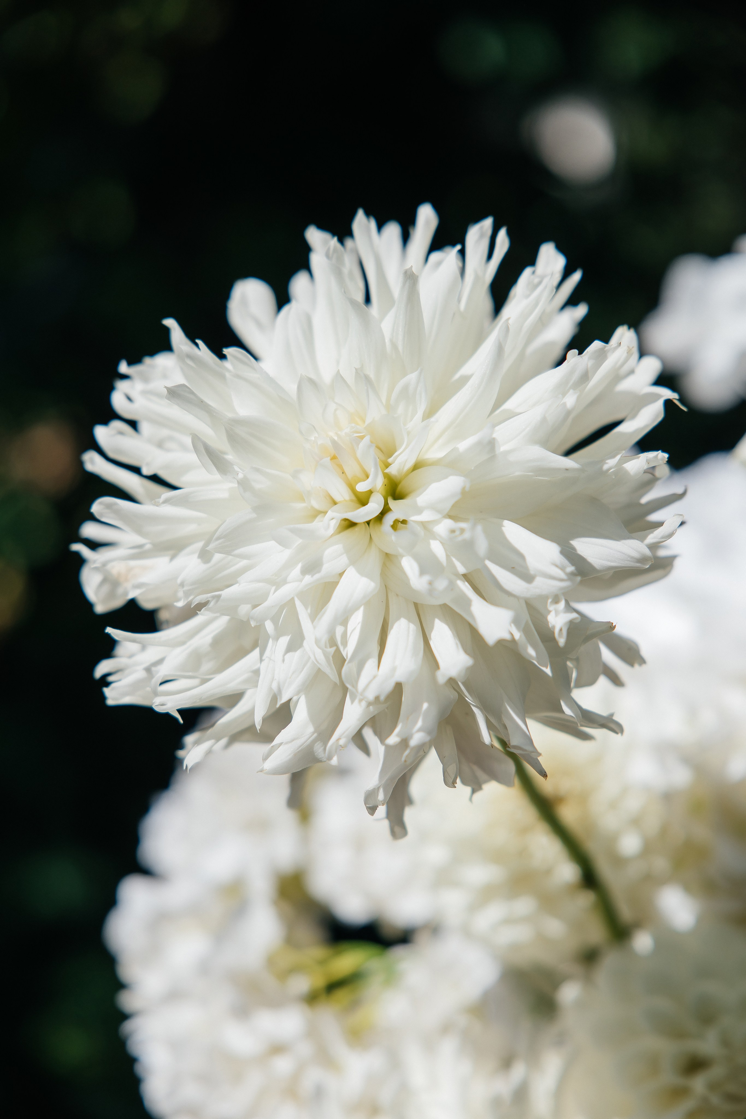 I & A. Весільний фотограф Любов Шарко Черкаси