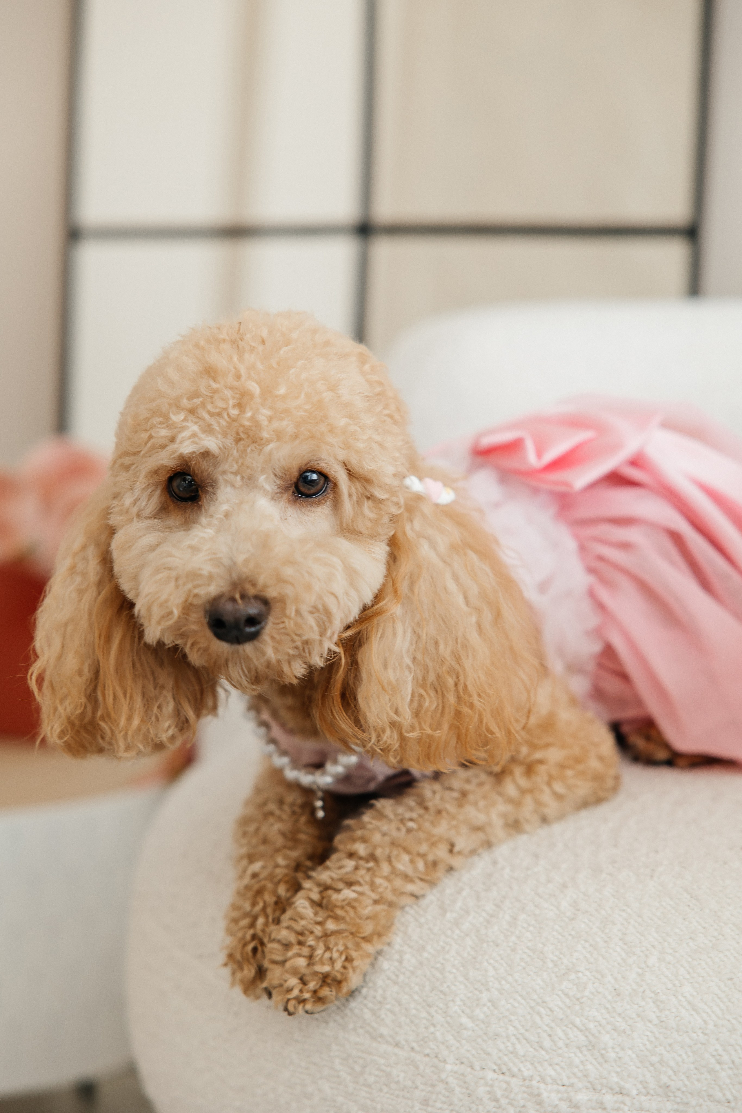 Oleg and Sofia. Весільний фотограф Любов Шарко Черкаси