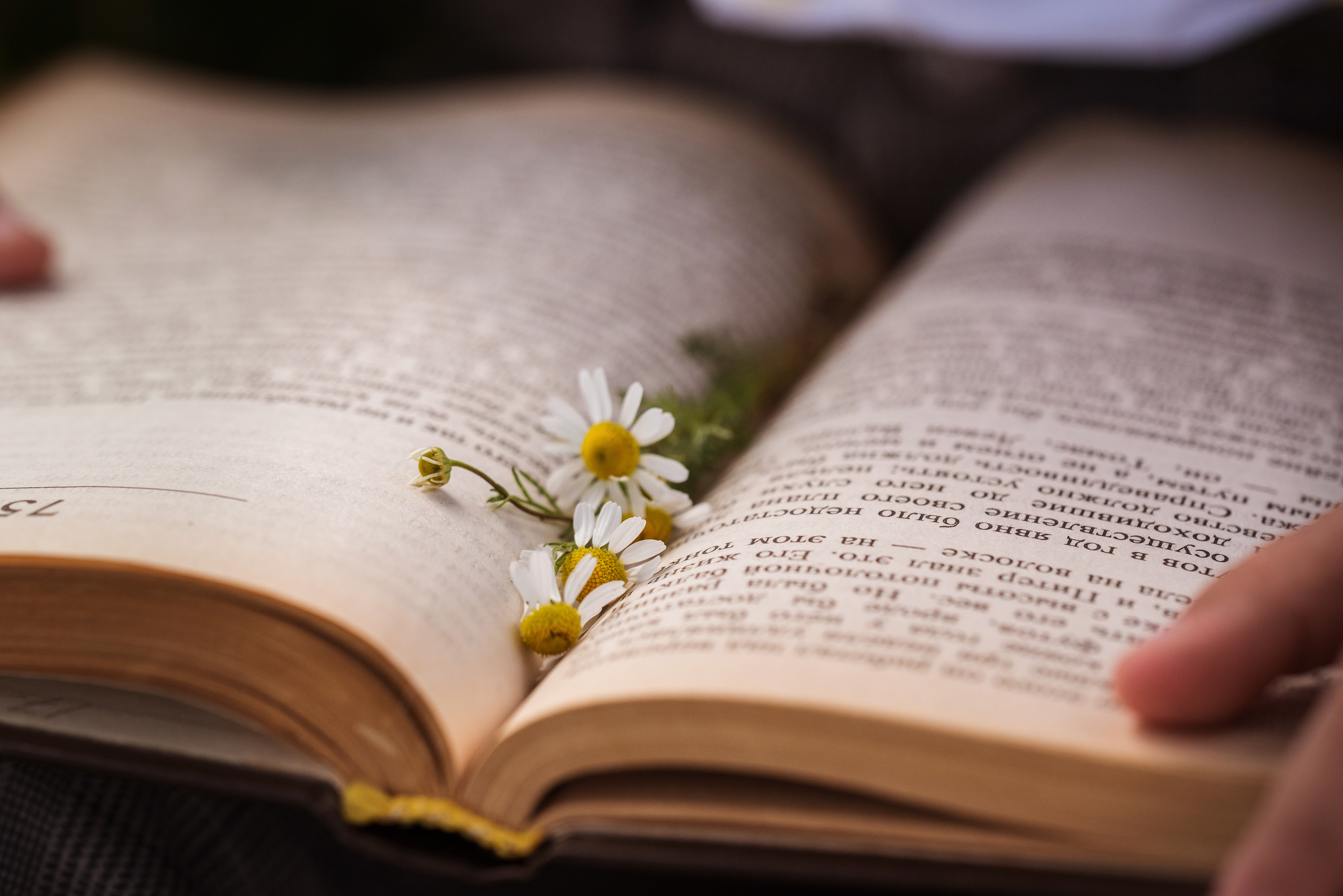 книга с ромашкой 