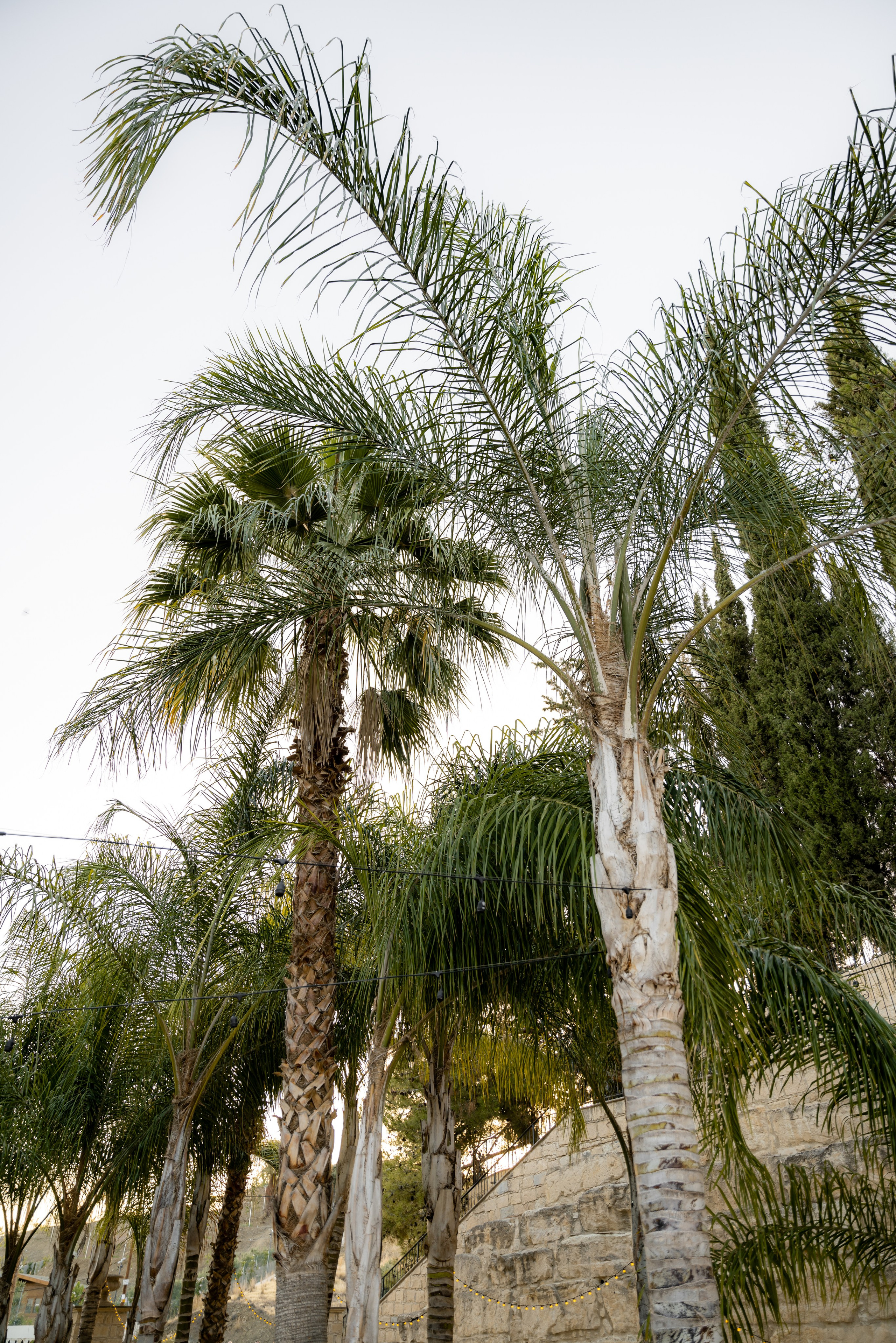 Nikos & Alla, Cyprus