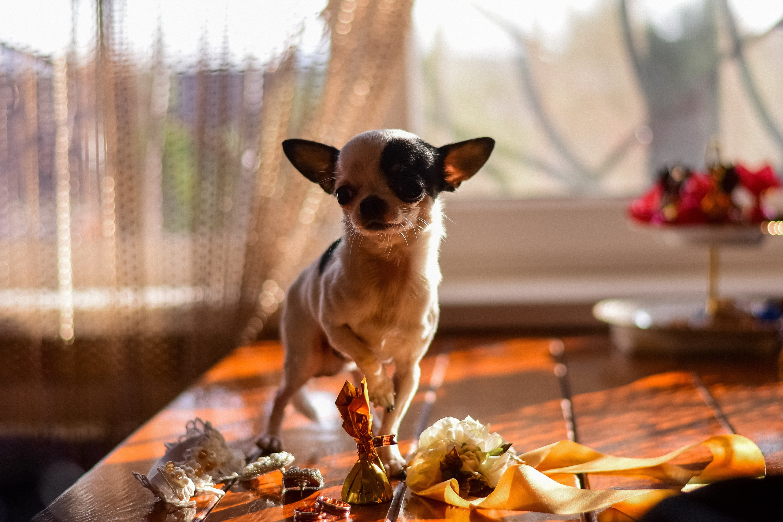 Свадебная съёмка. Детский и семейный фотограф Алёна Васильева